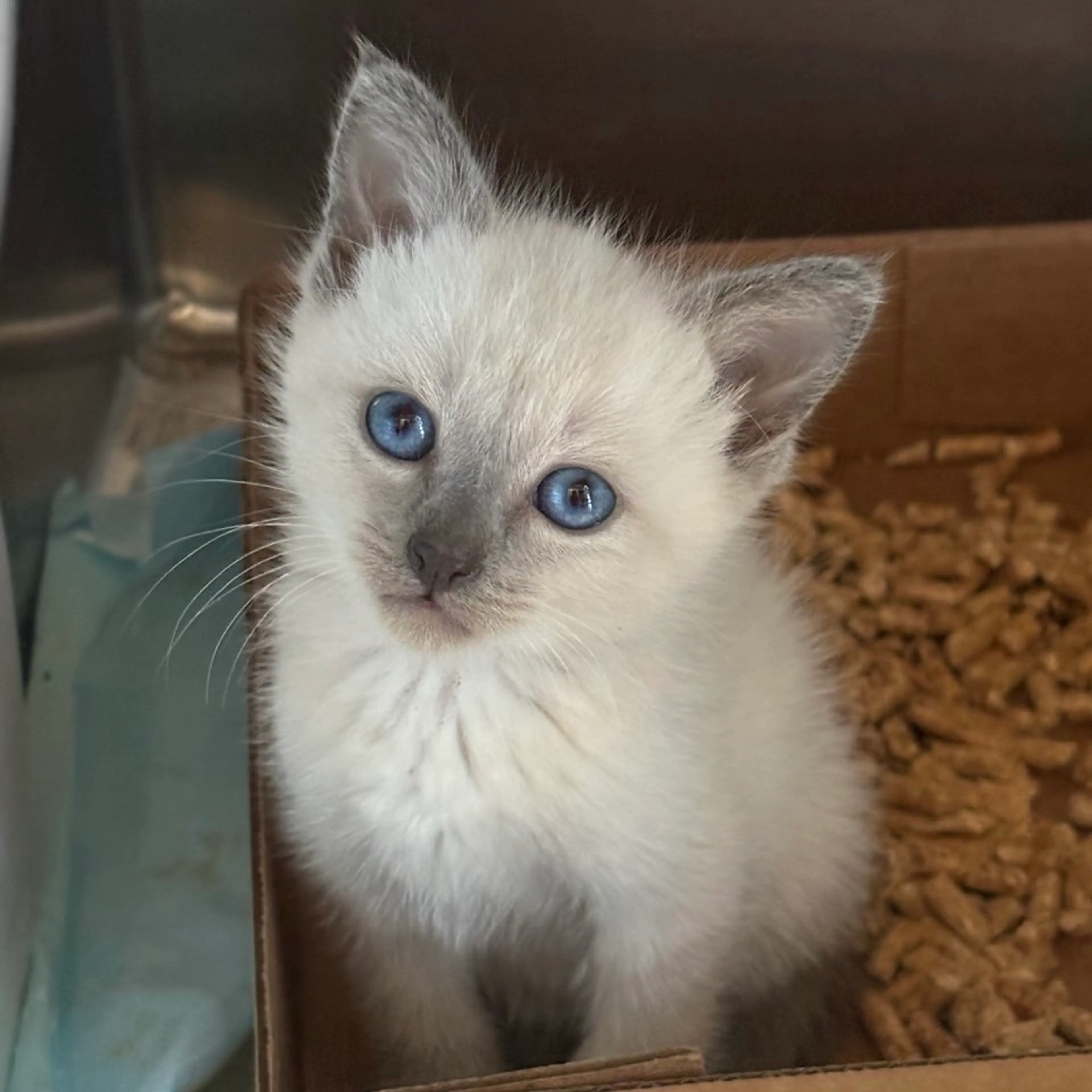 Found pet-0