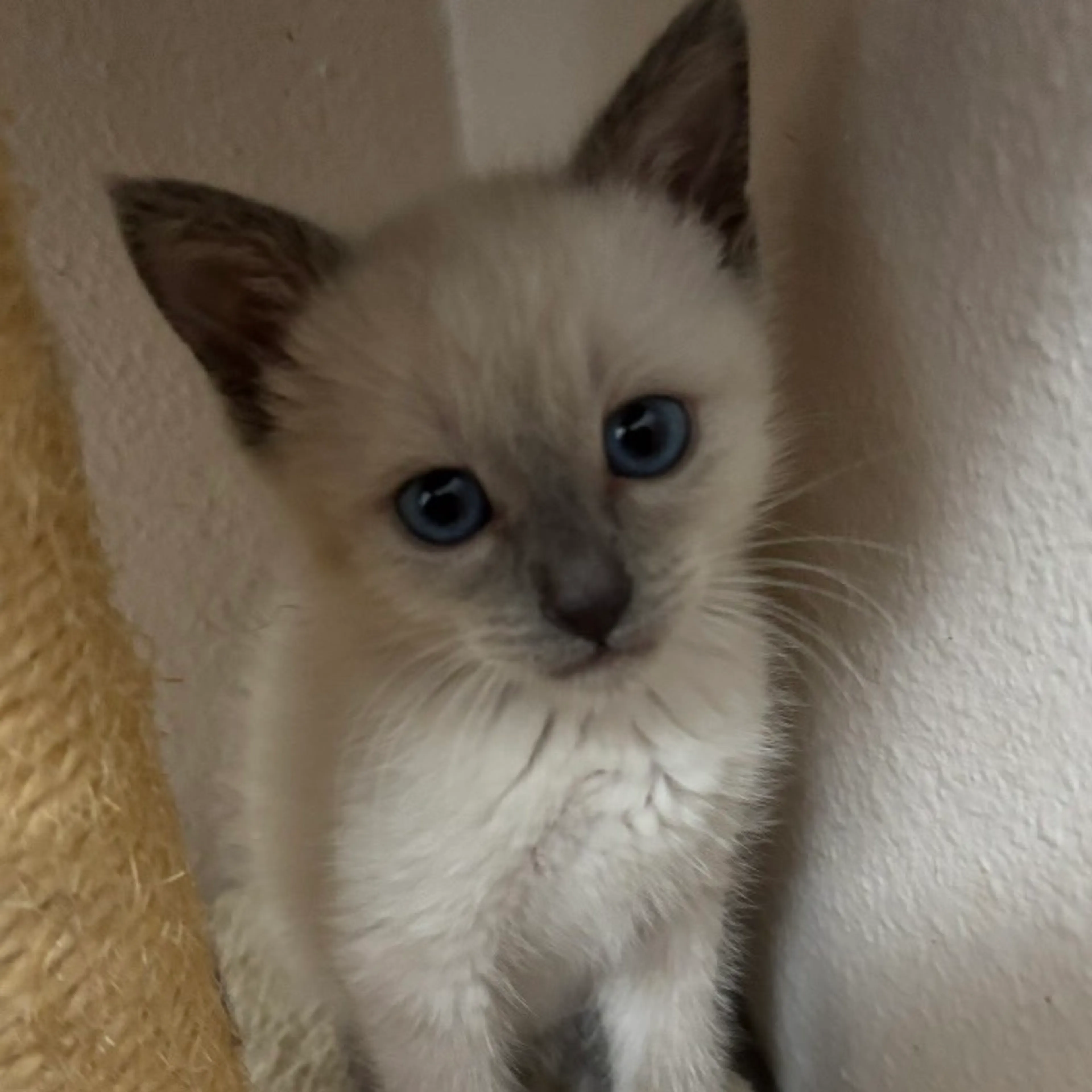 Found pet-1