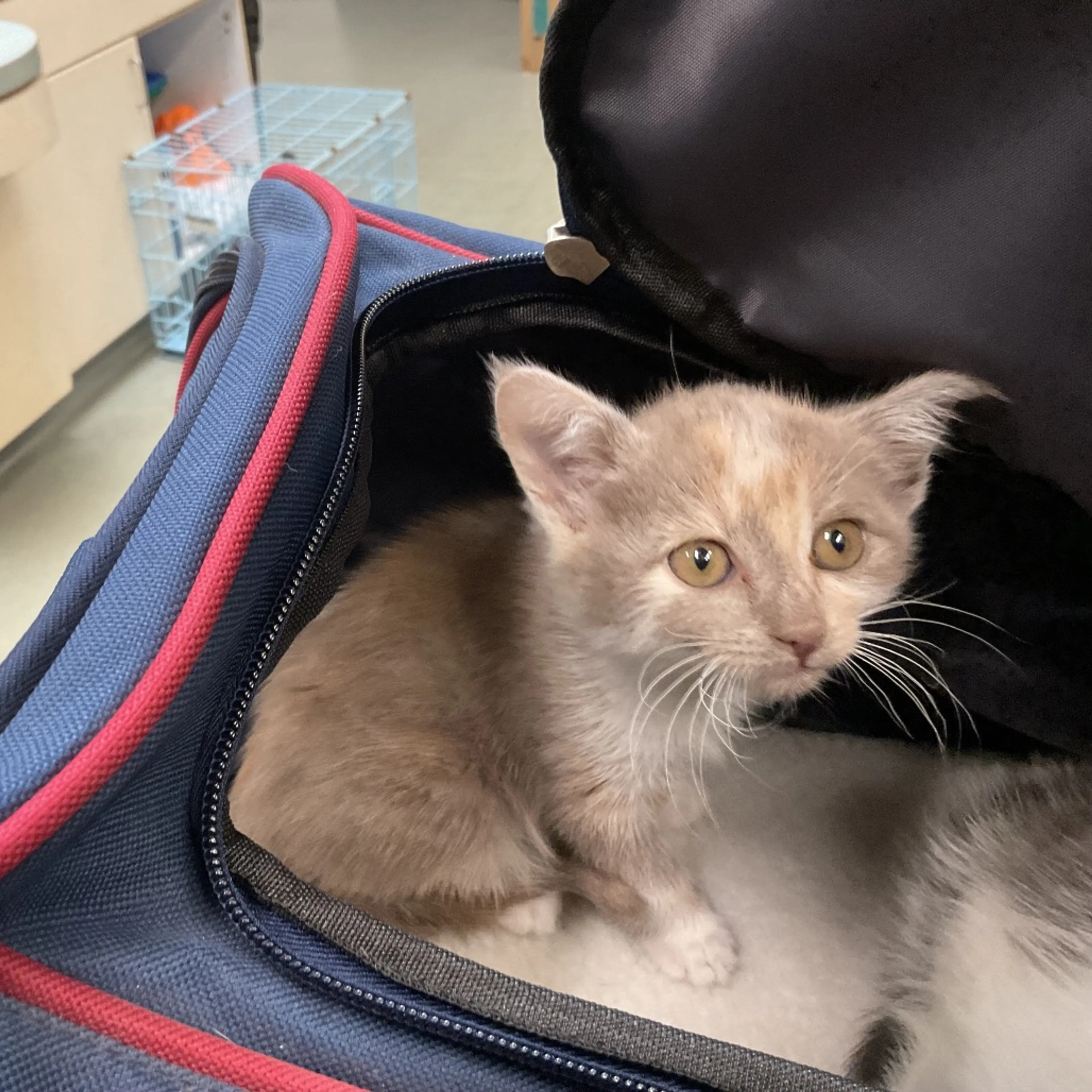 Found pet-1