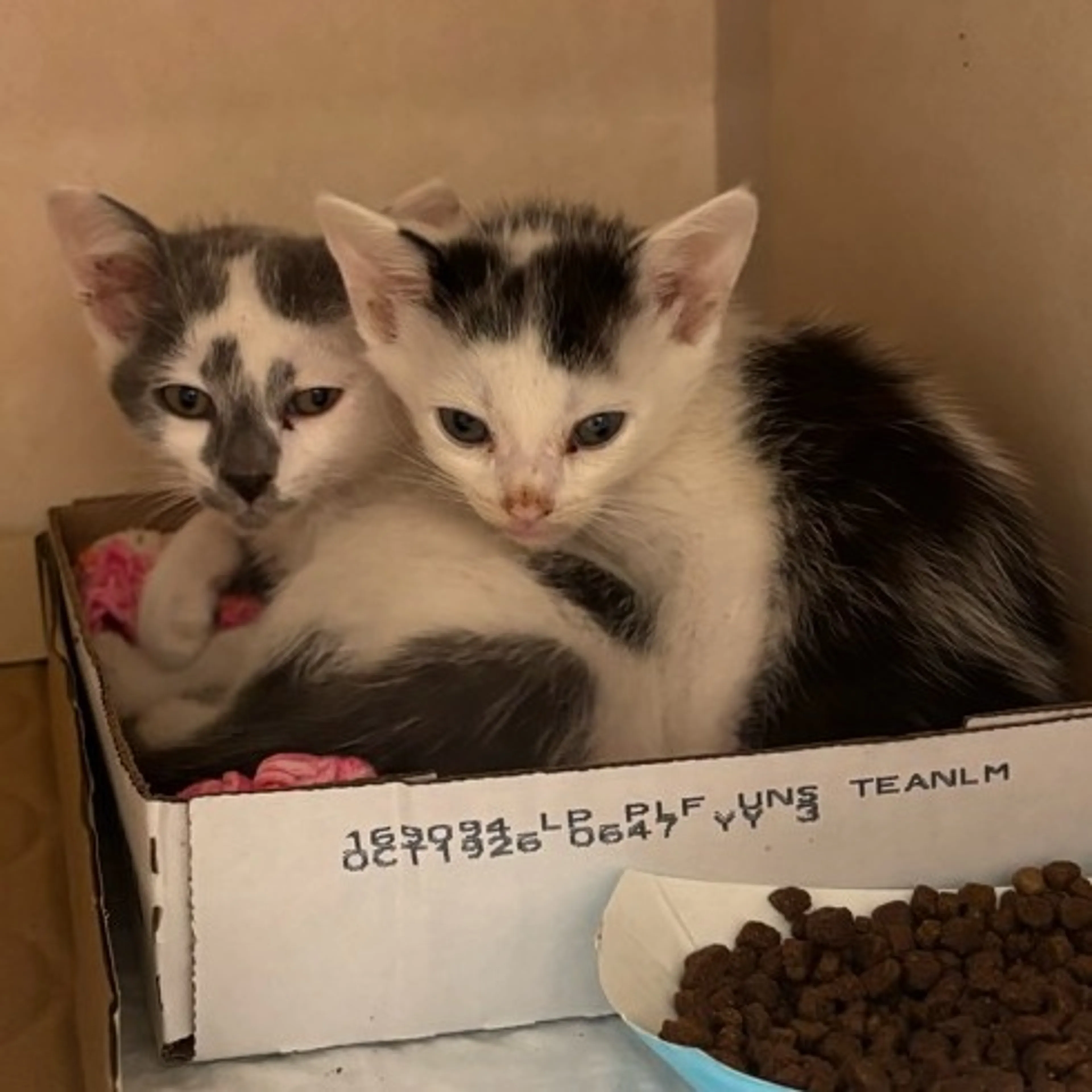 Found pet-1