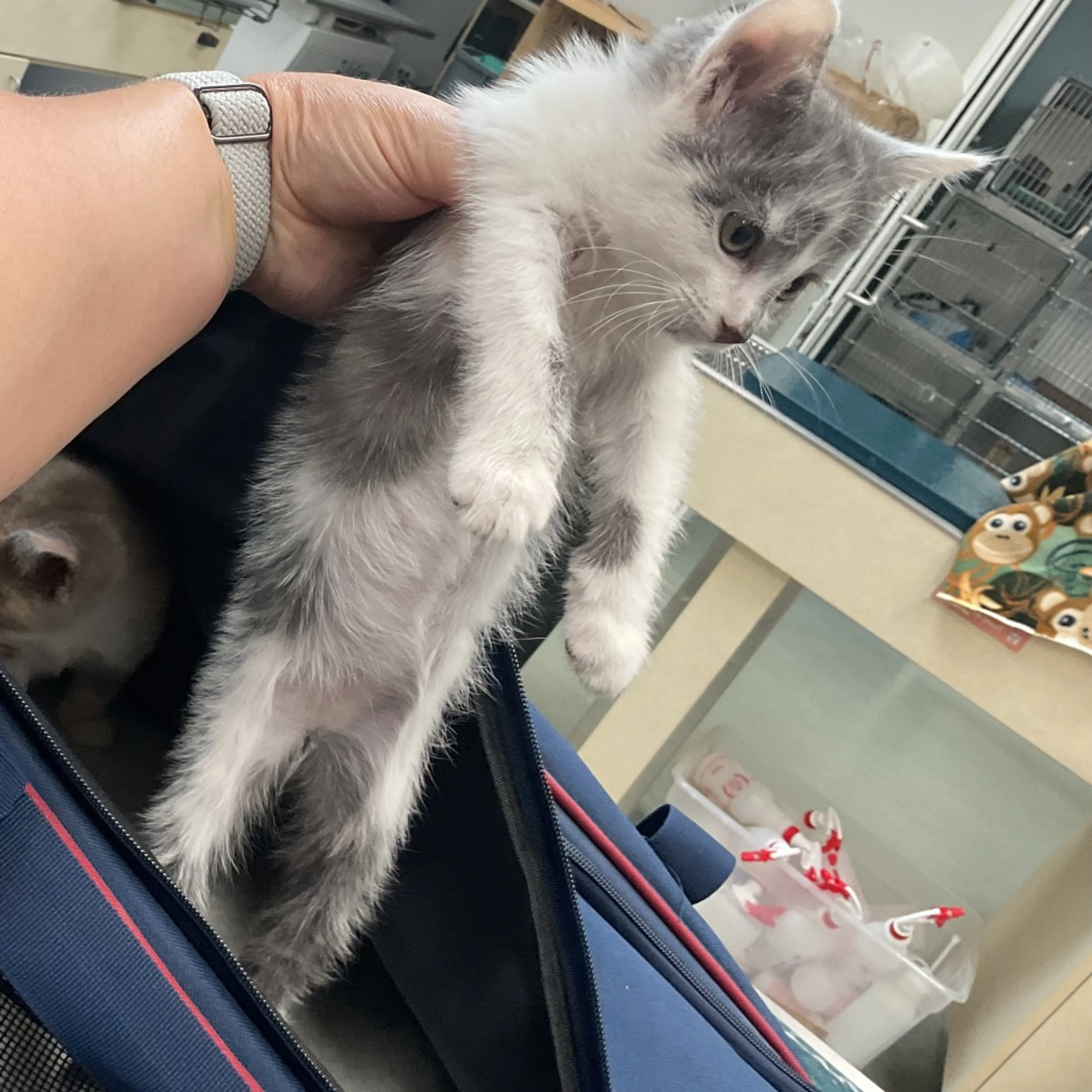 Found pet-1