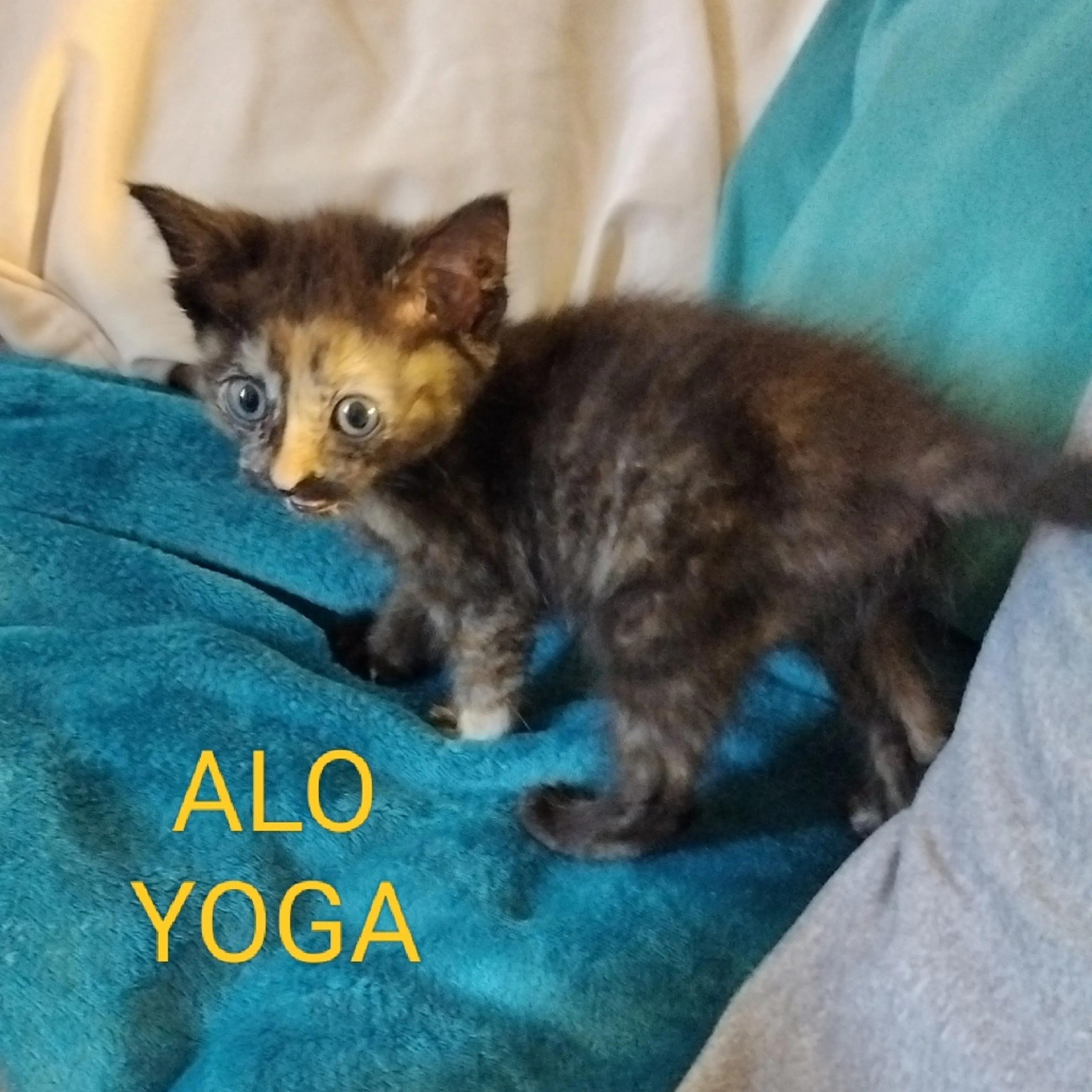 Found pet