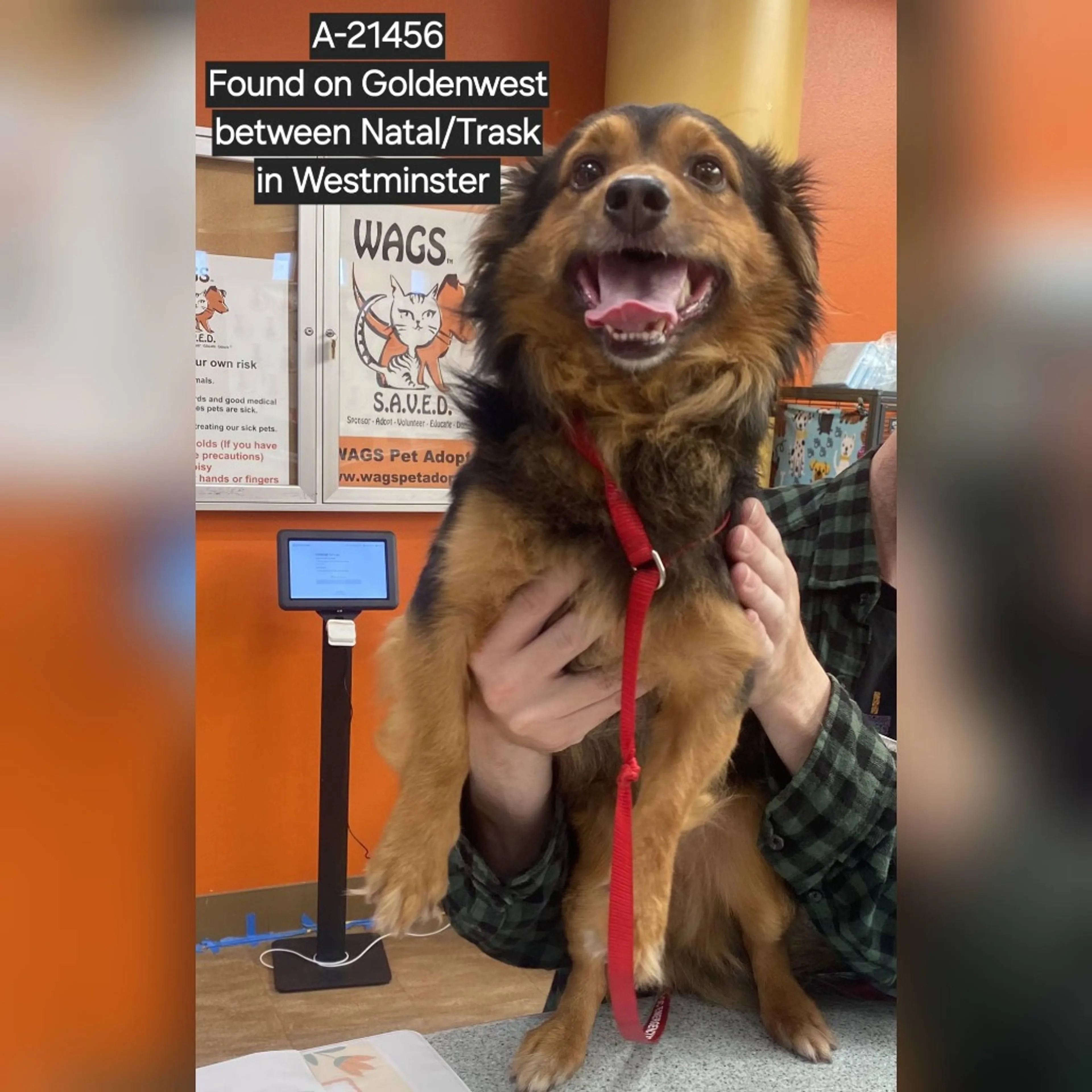 Found pet