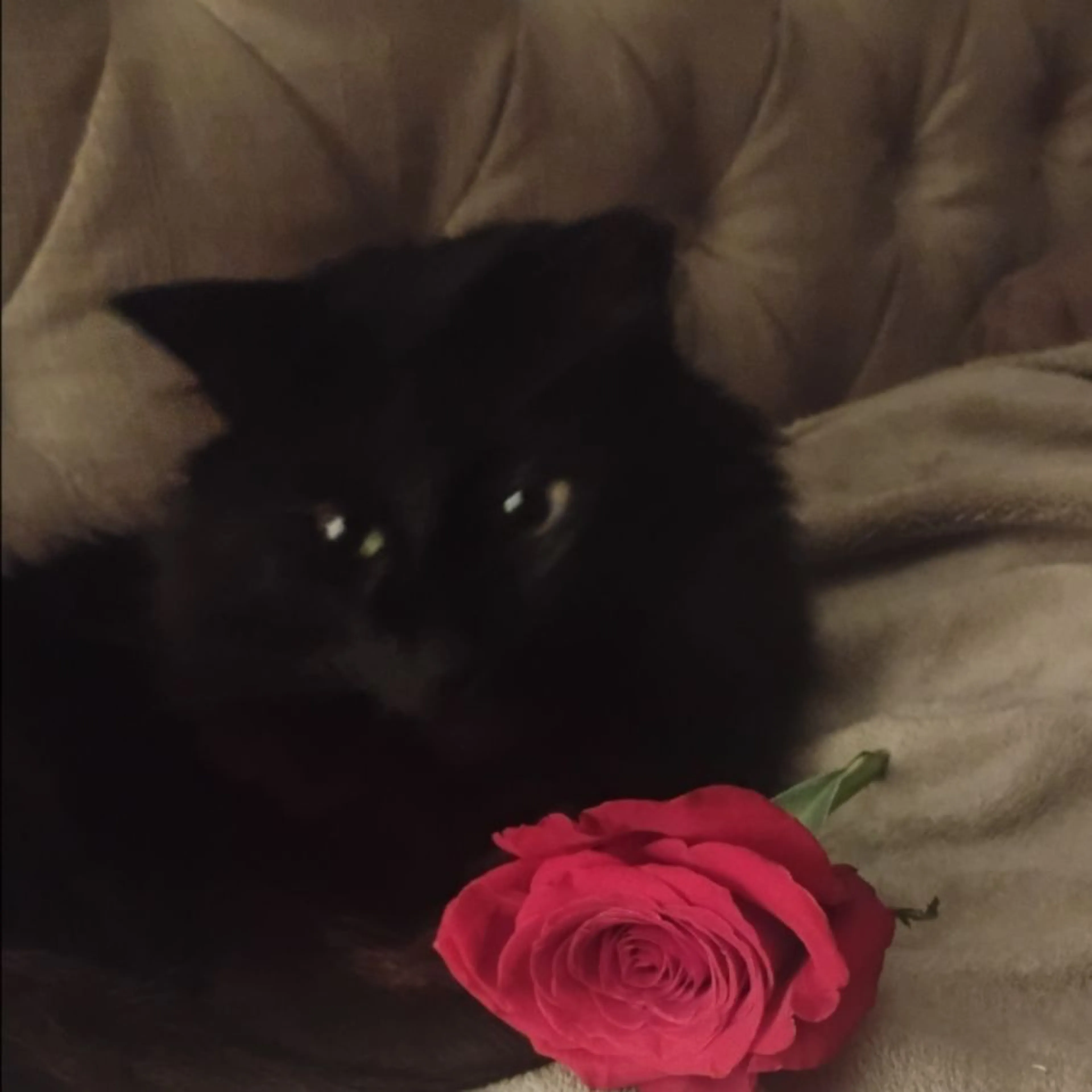 Lost pet-0
