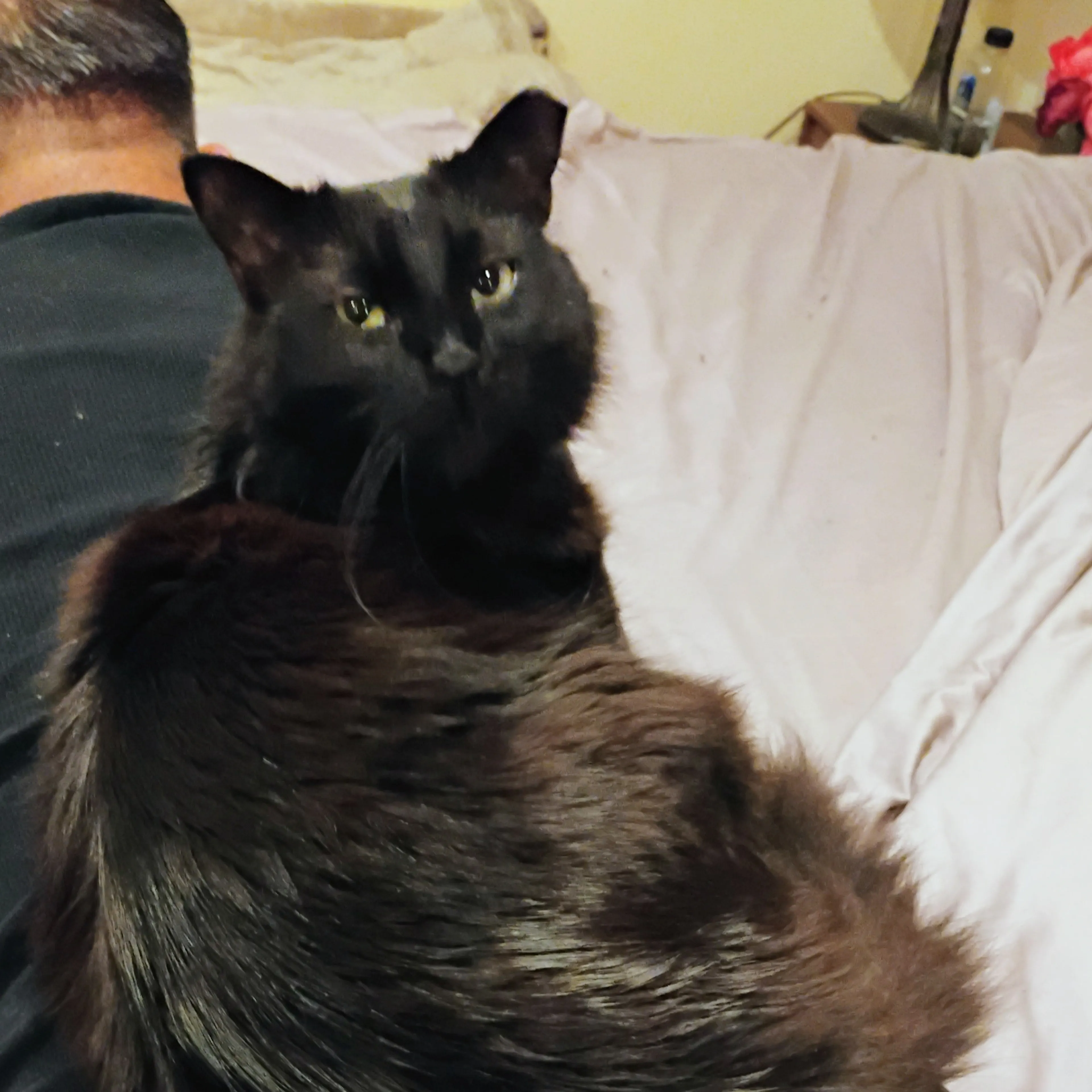 Lost pet-1