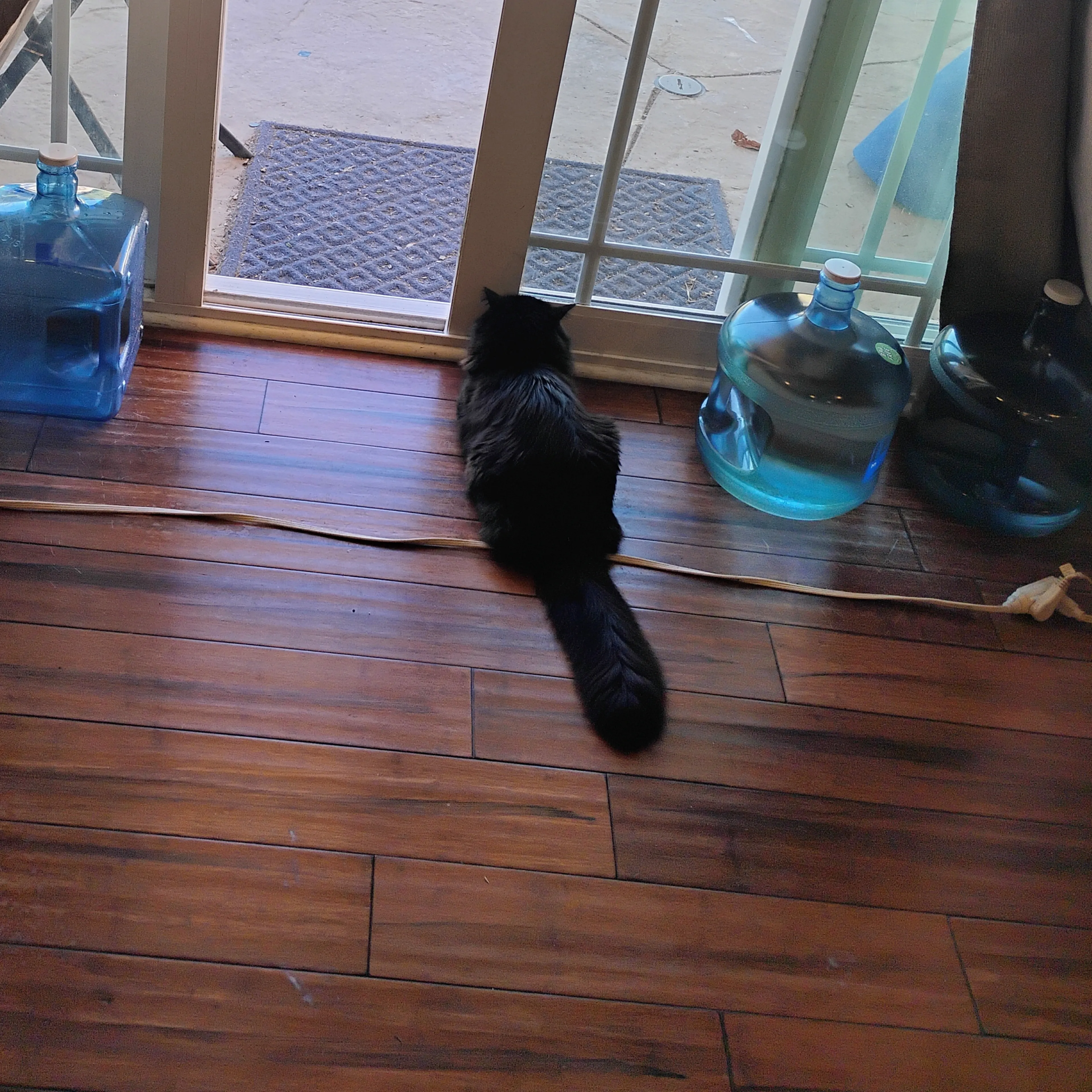 Lost pet-2