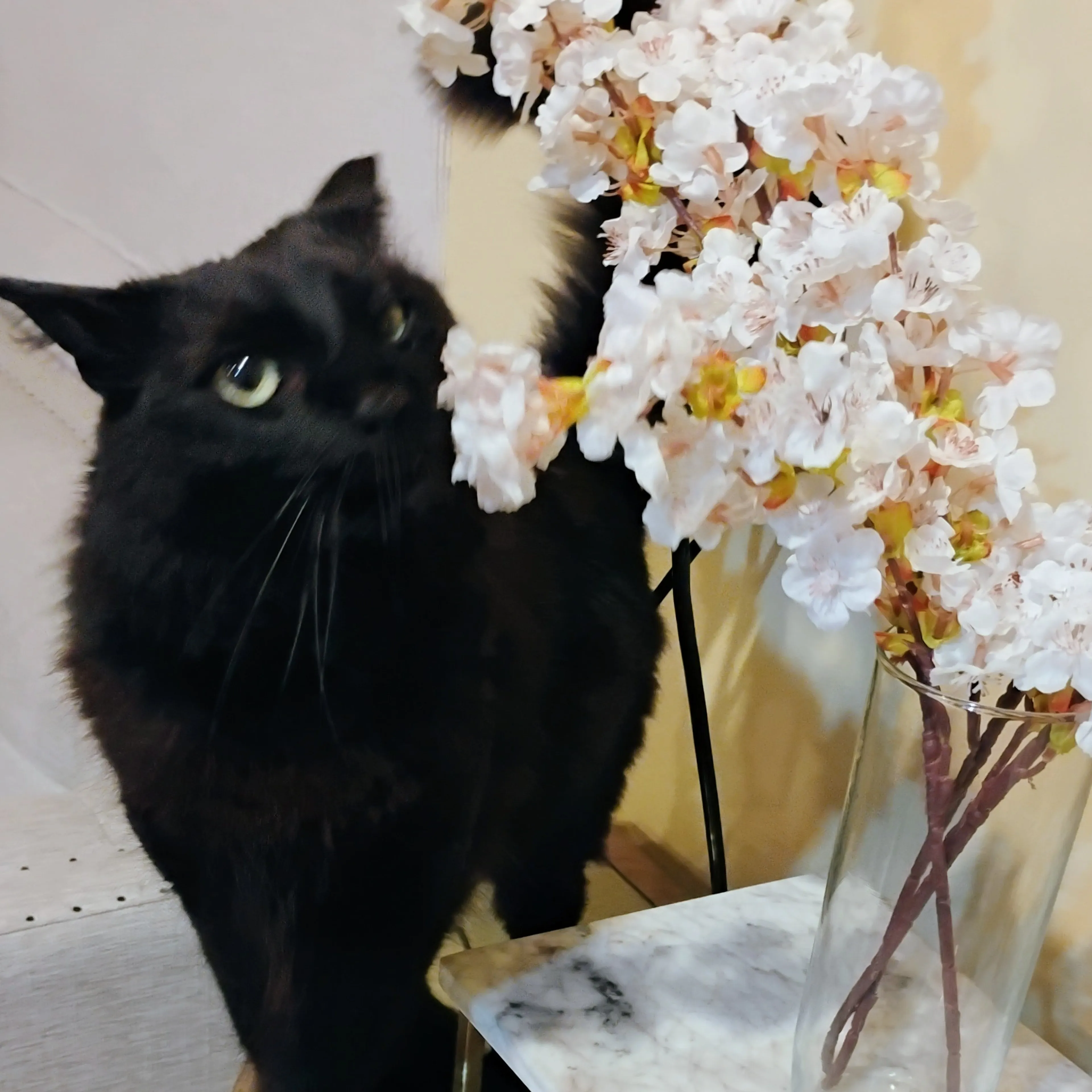 Lost pet-3