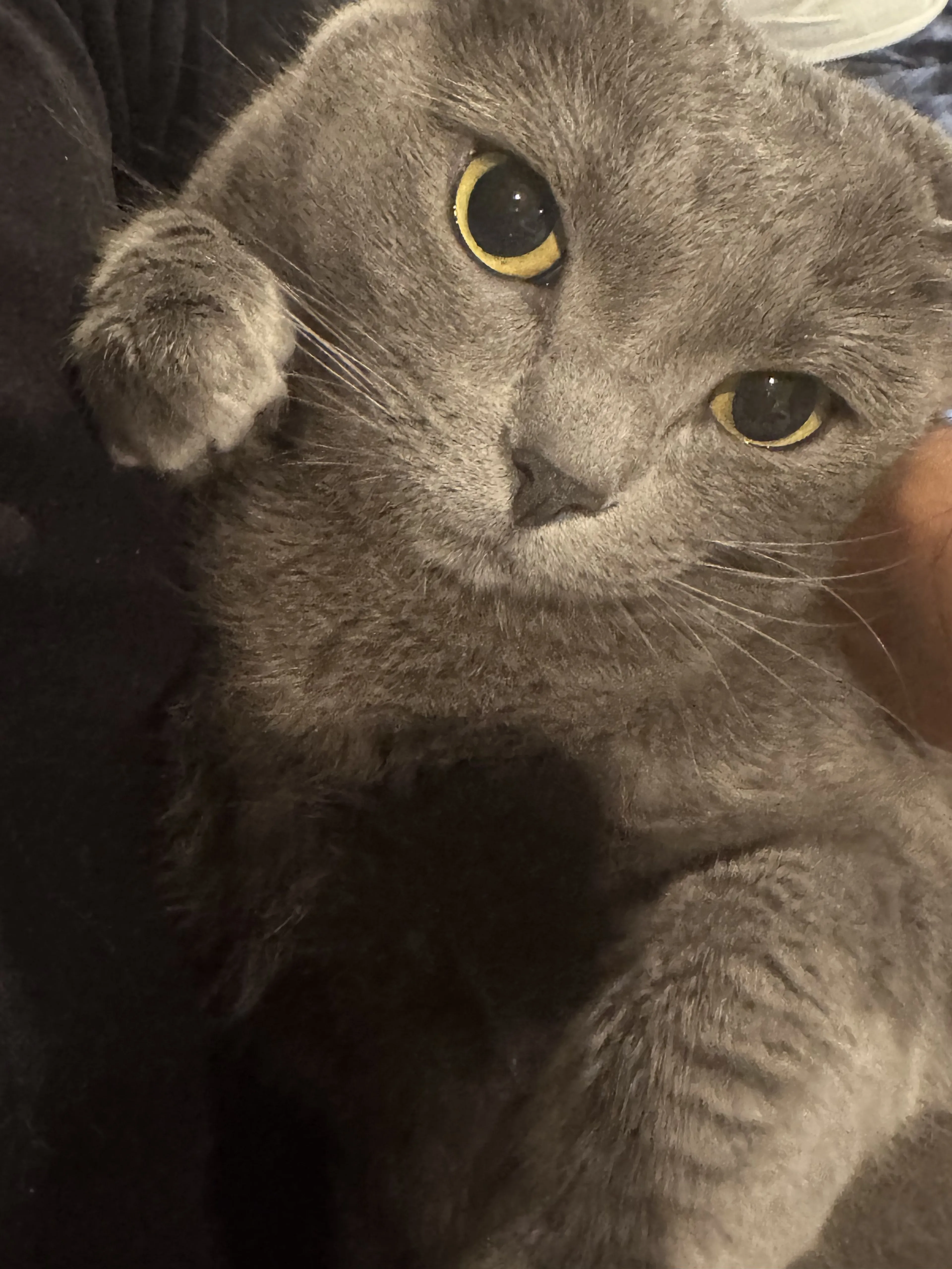 Lost pet-2