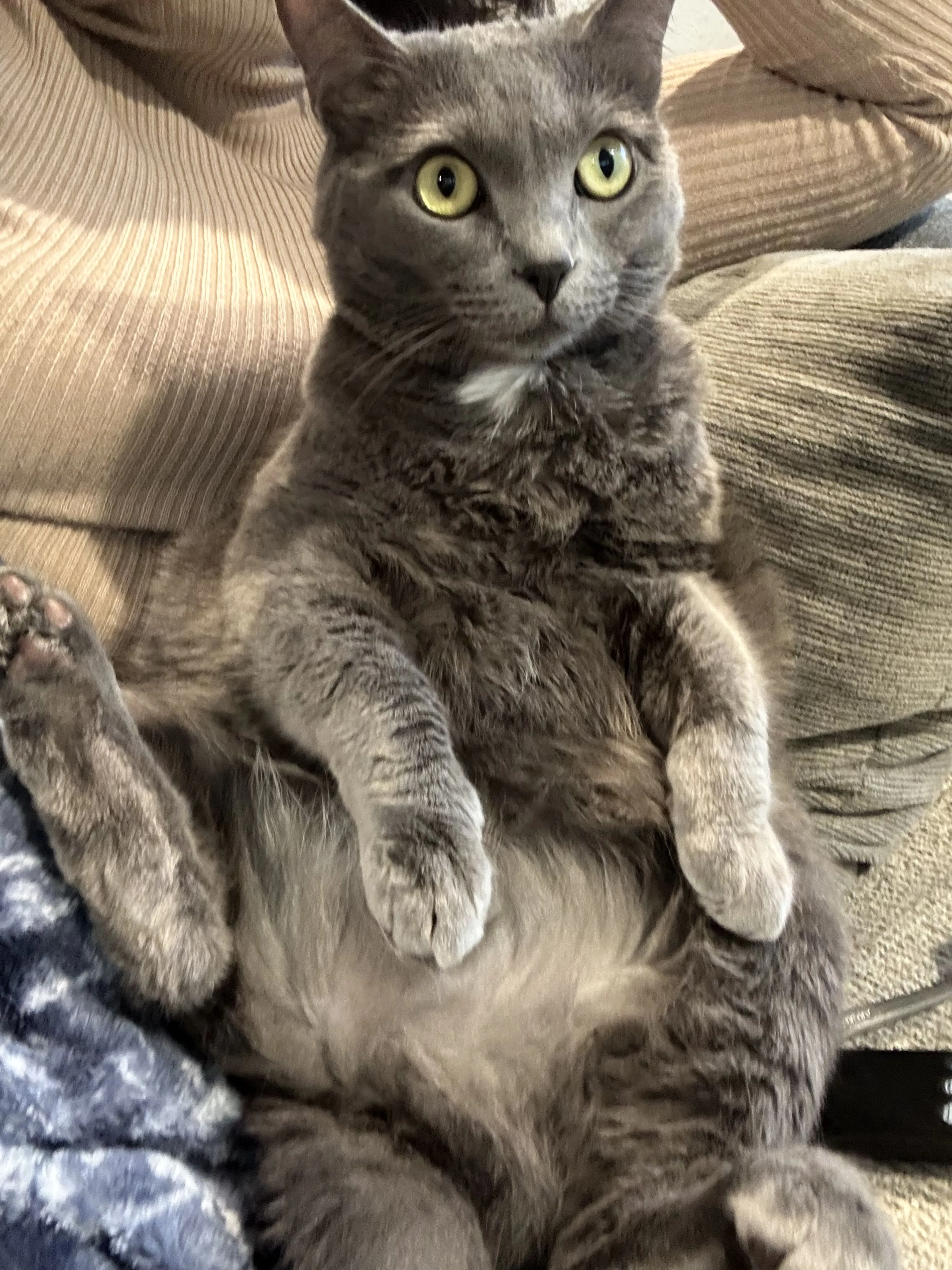 Lost pet-1