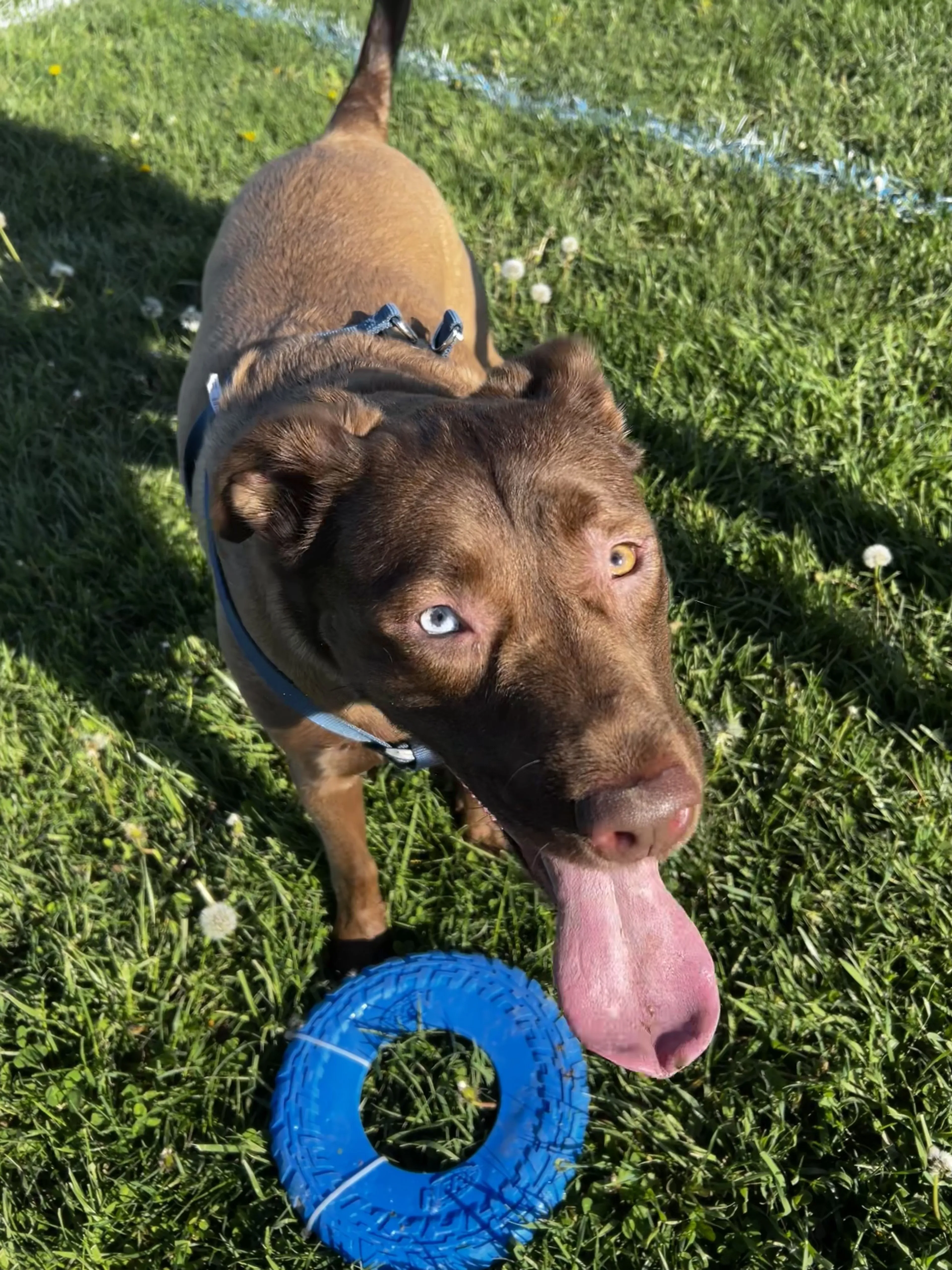 Lost pet-2
