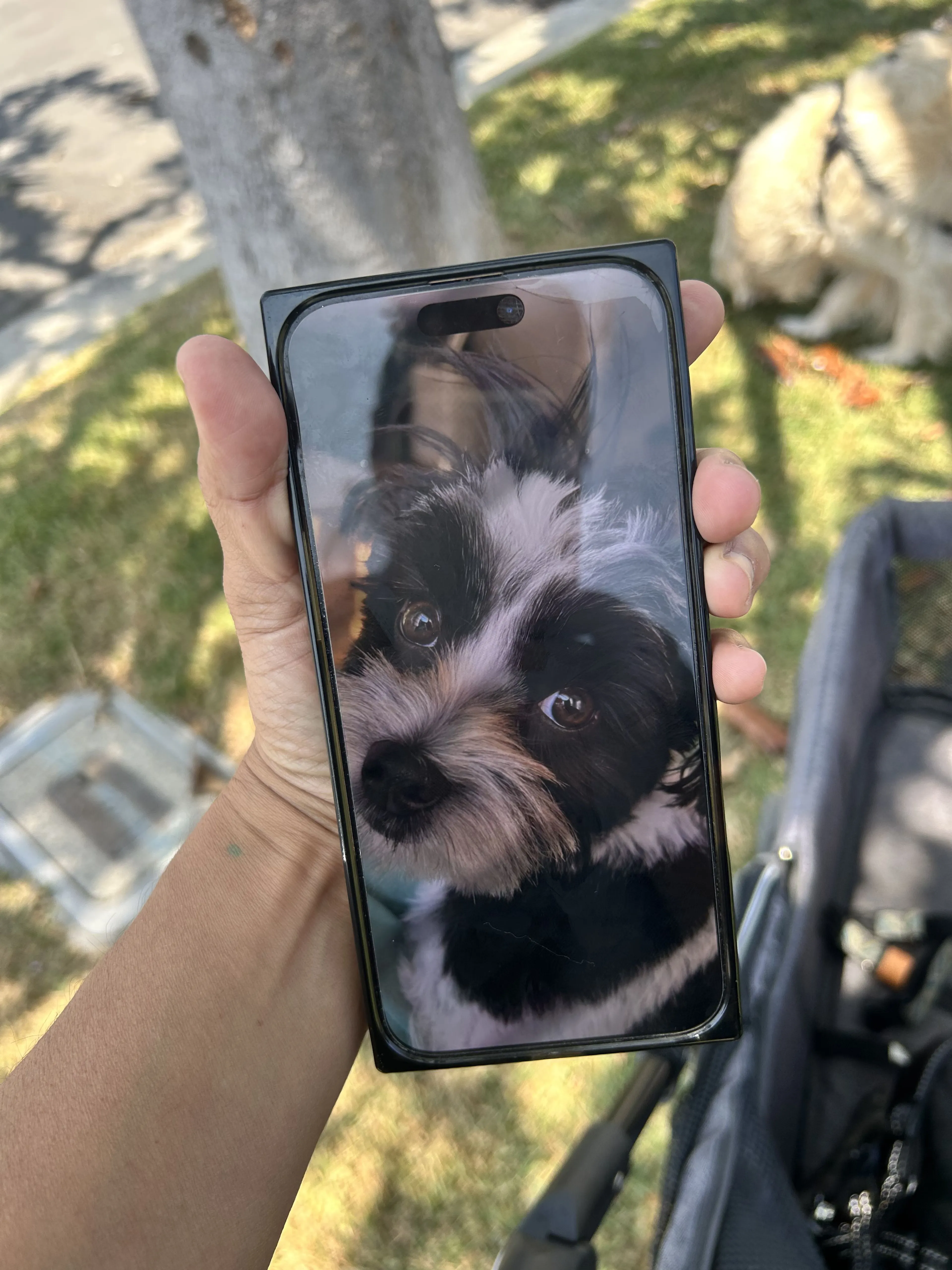 Lost pet
