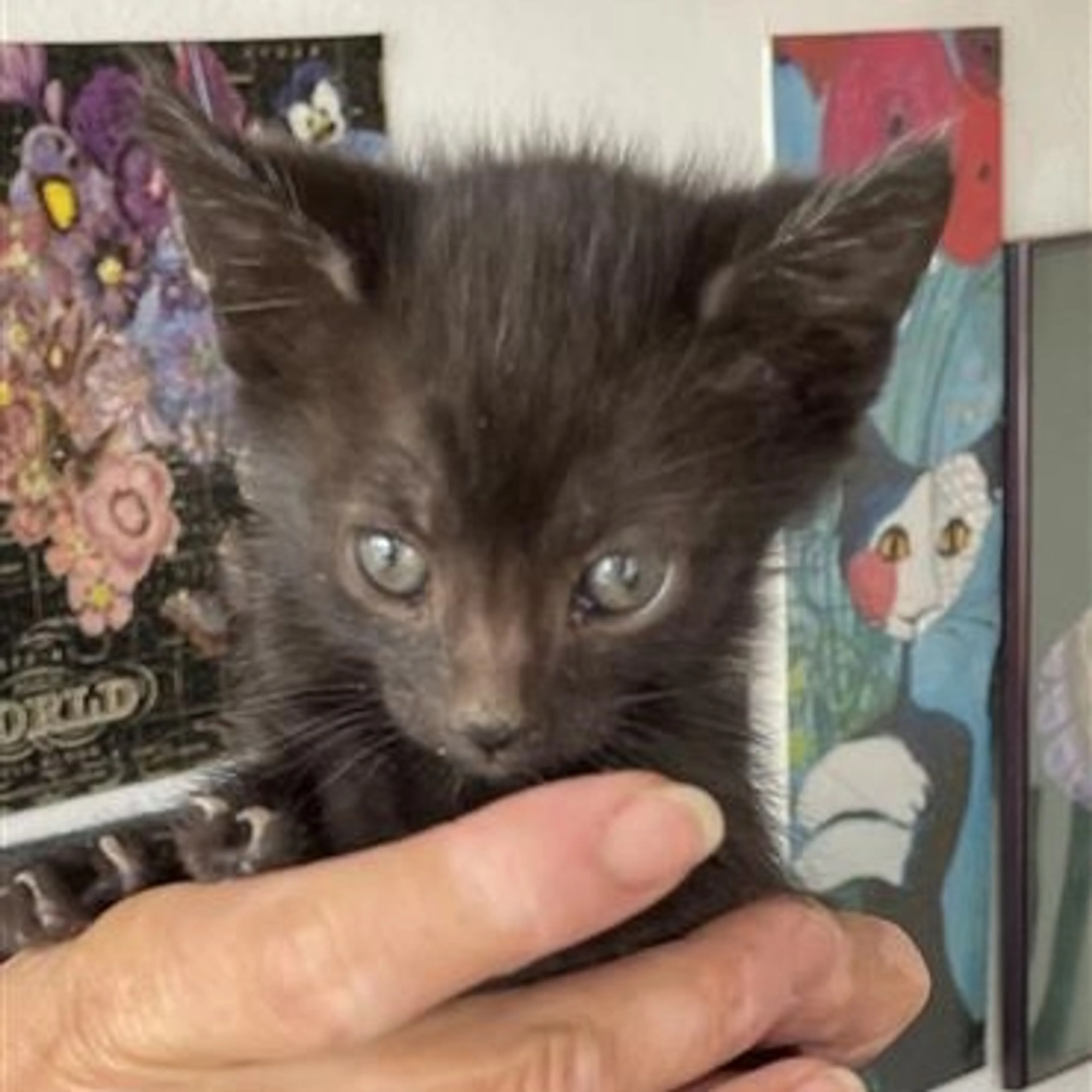 Found pet