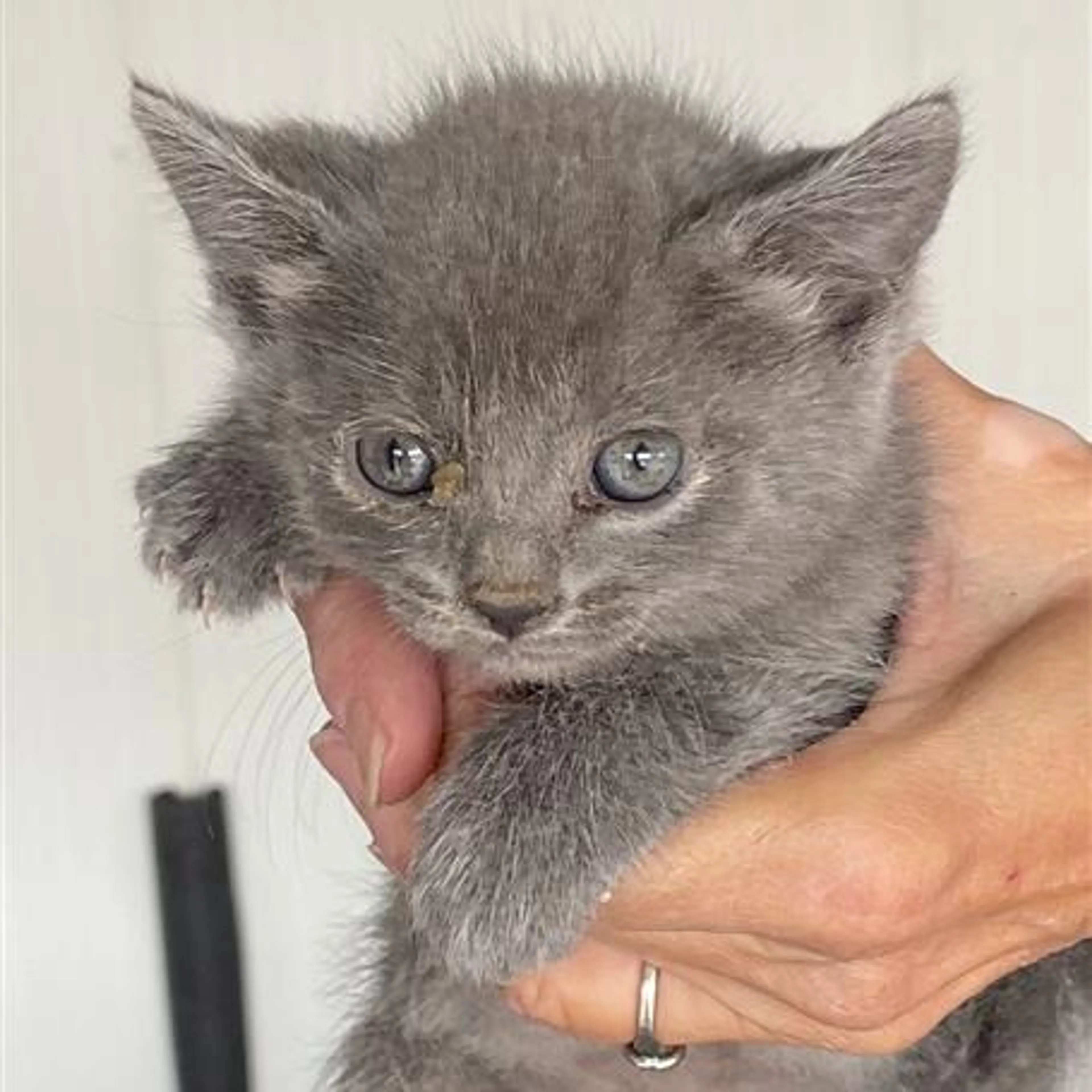 Found pet