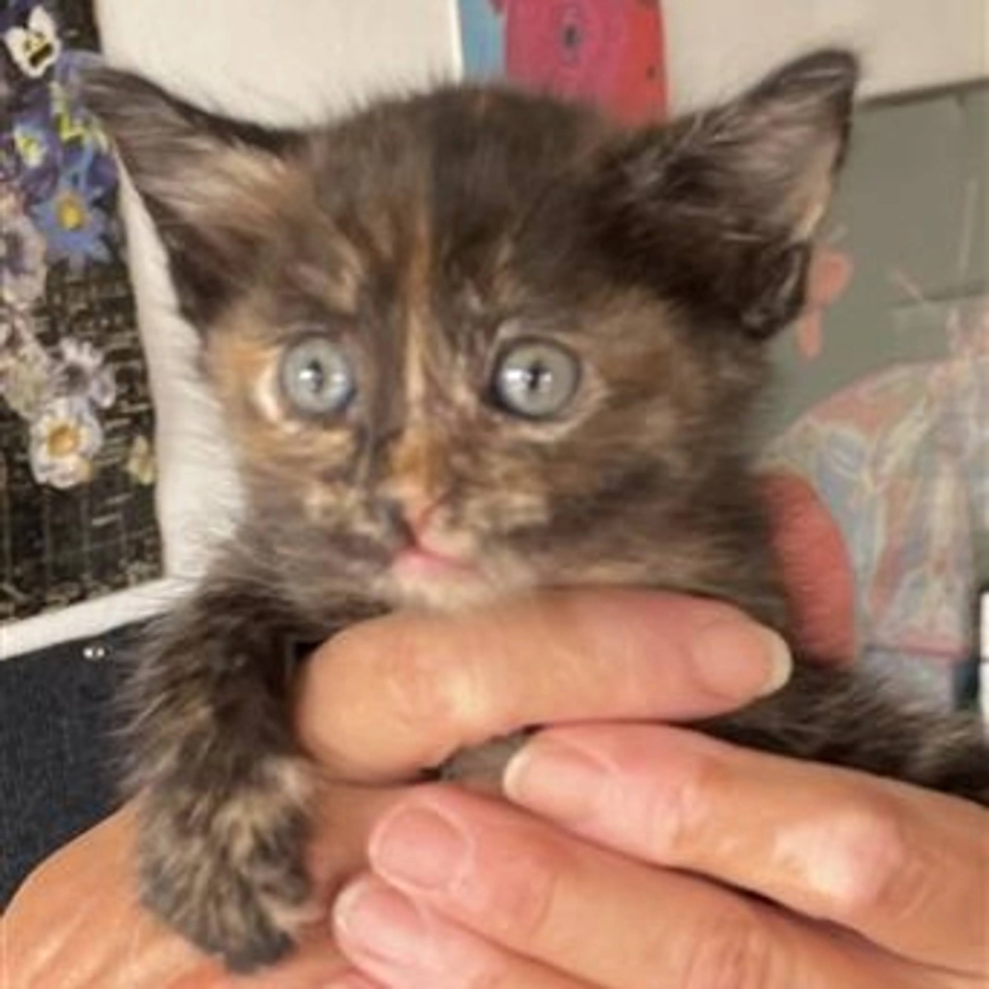 Found pet