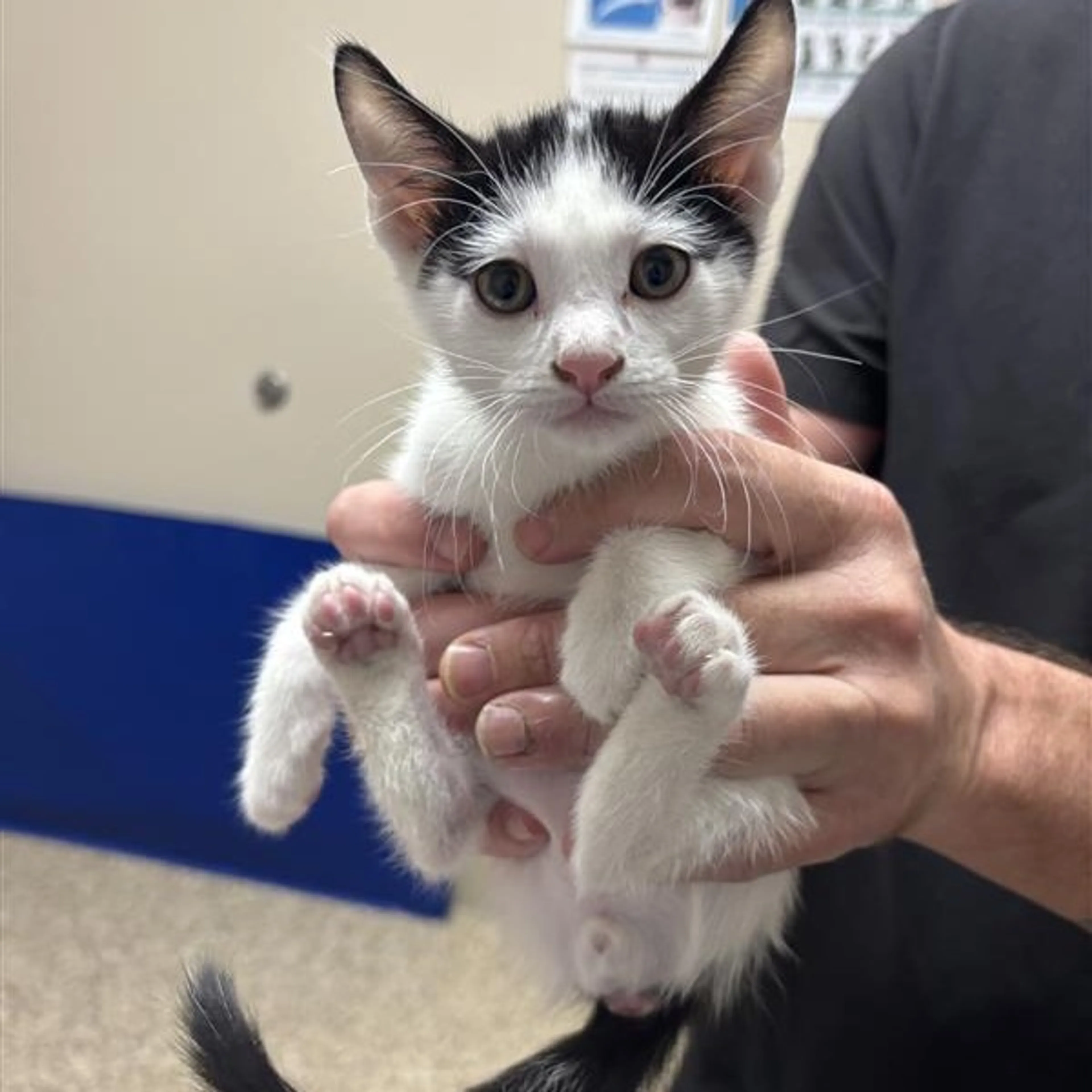 Found pet