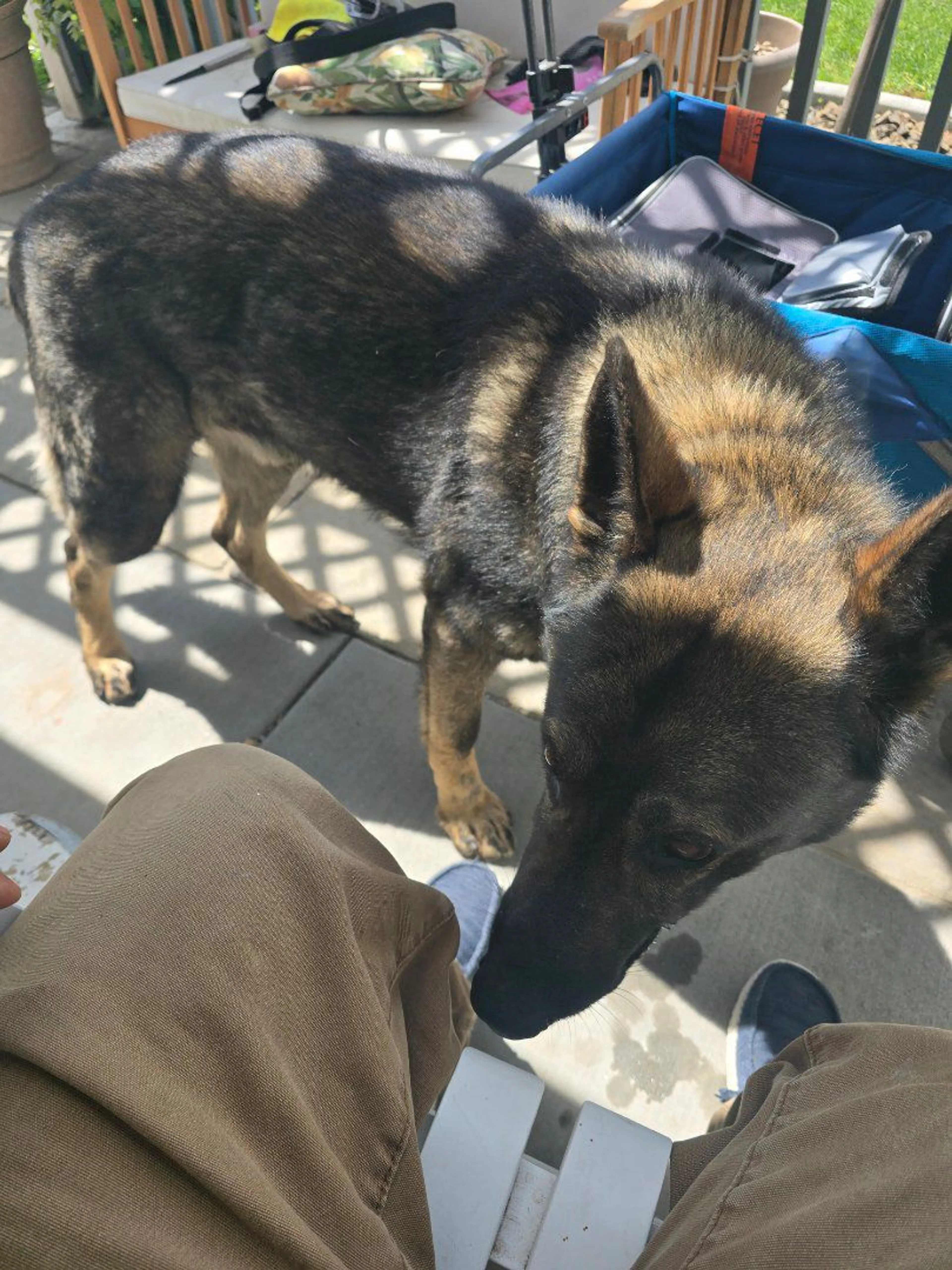 Lost pet