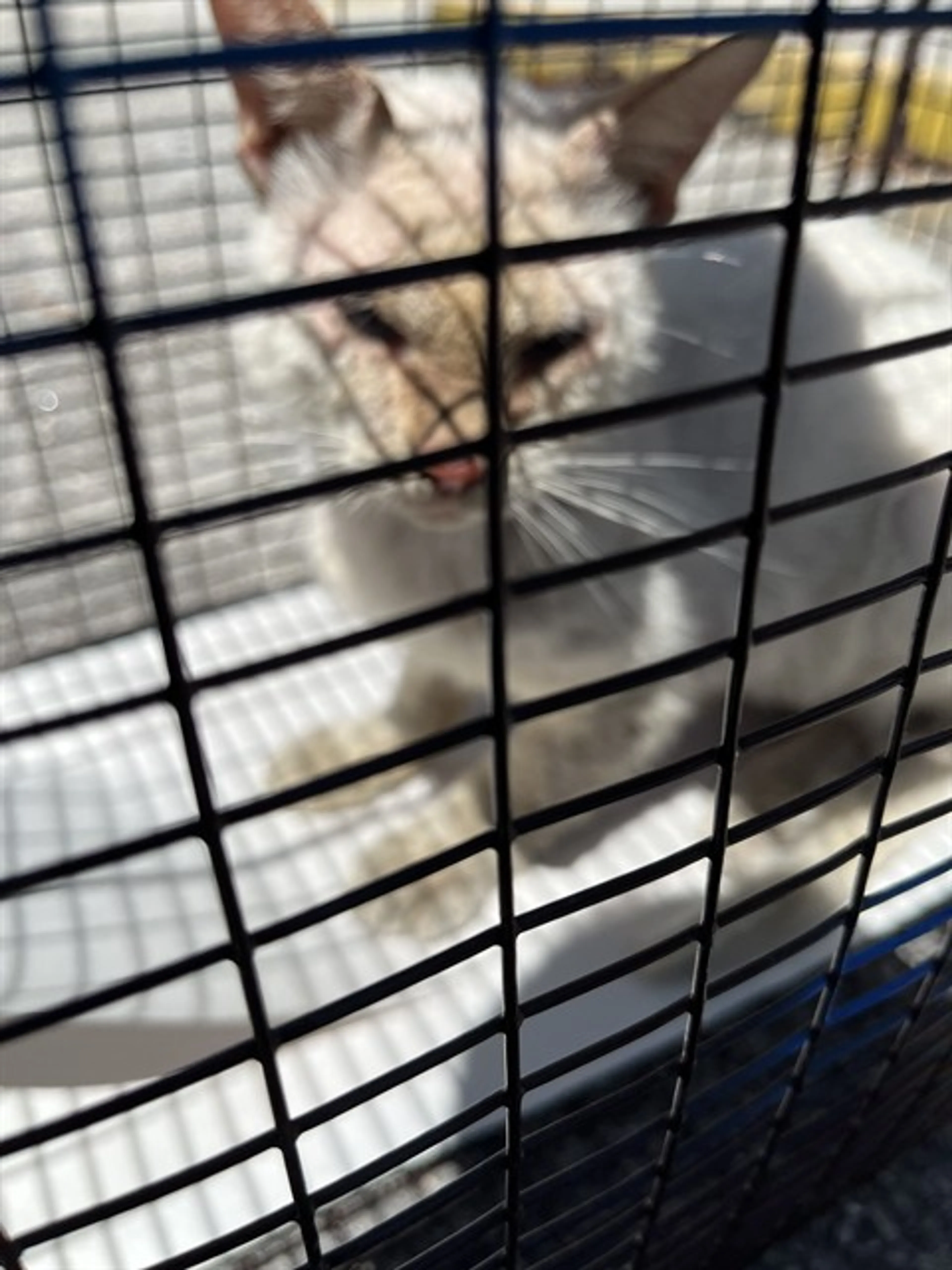 Found pet