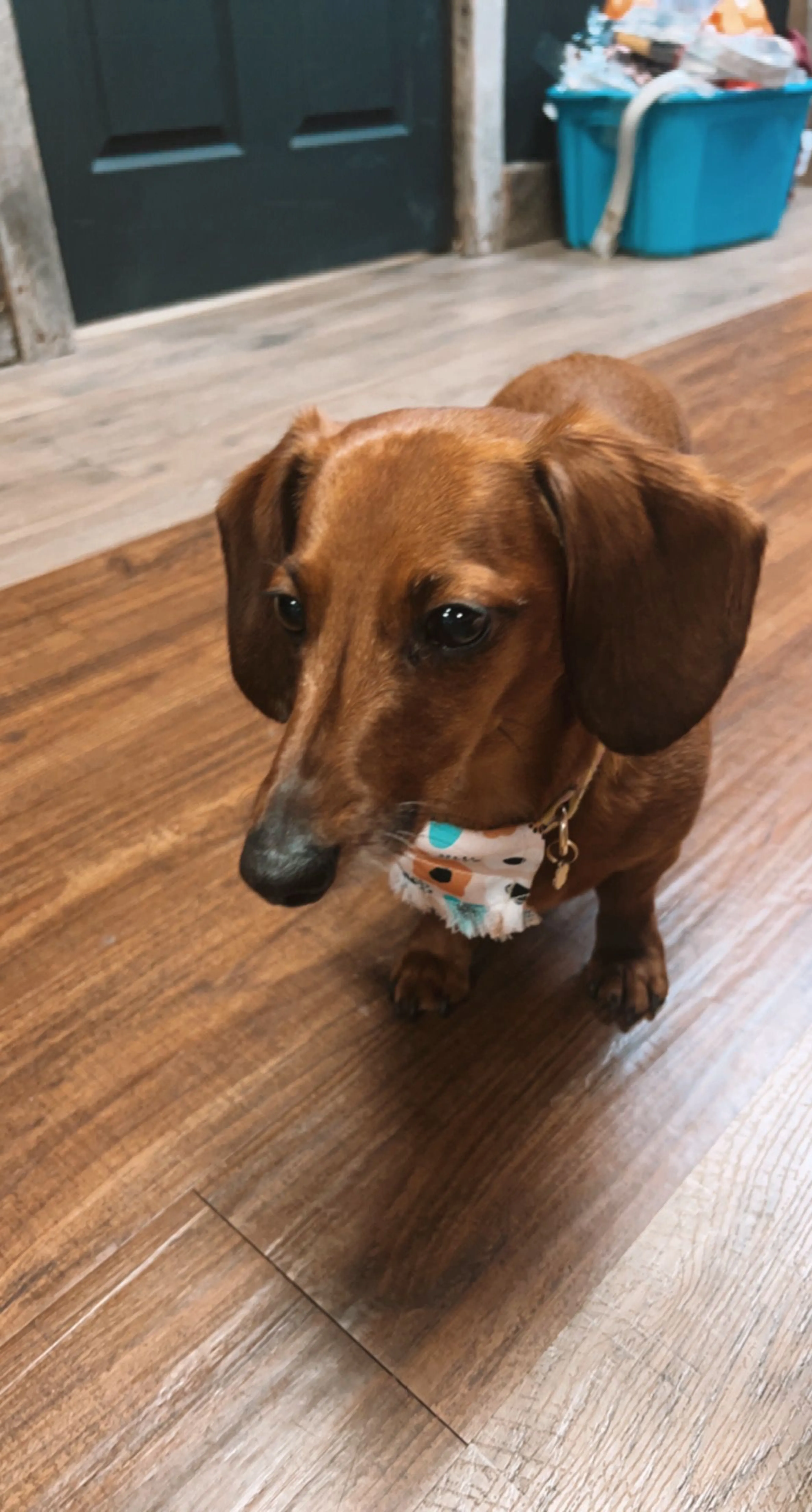 Lost pet-3