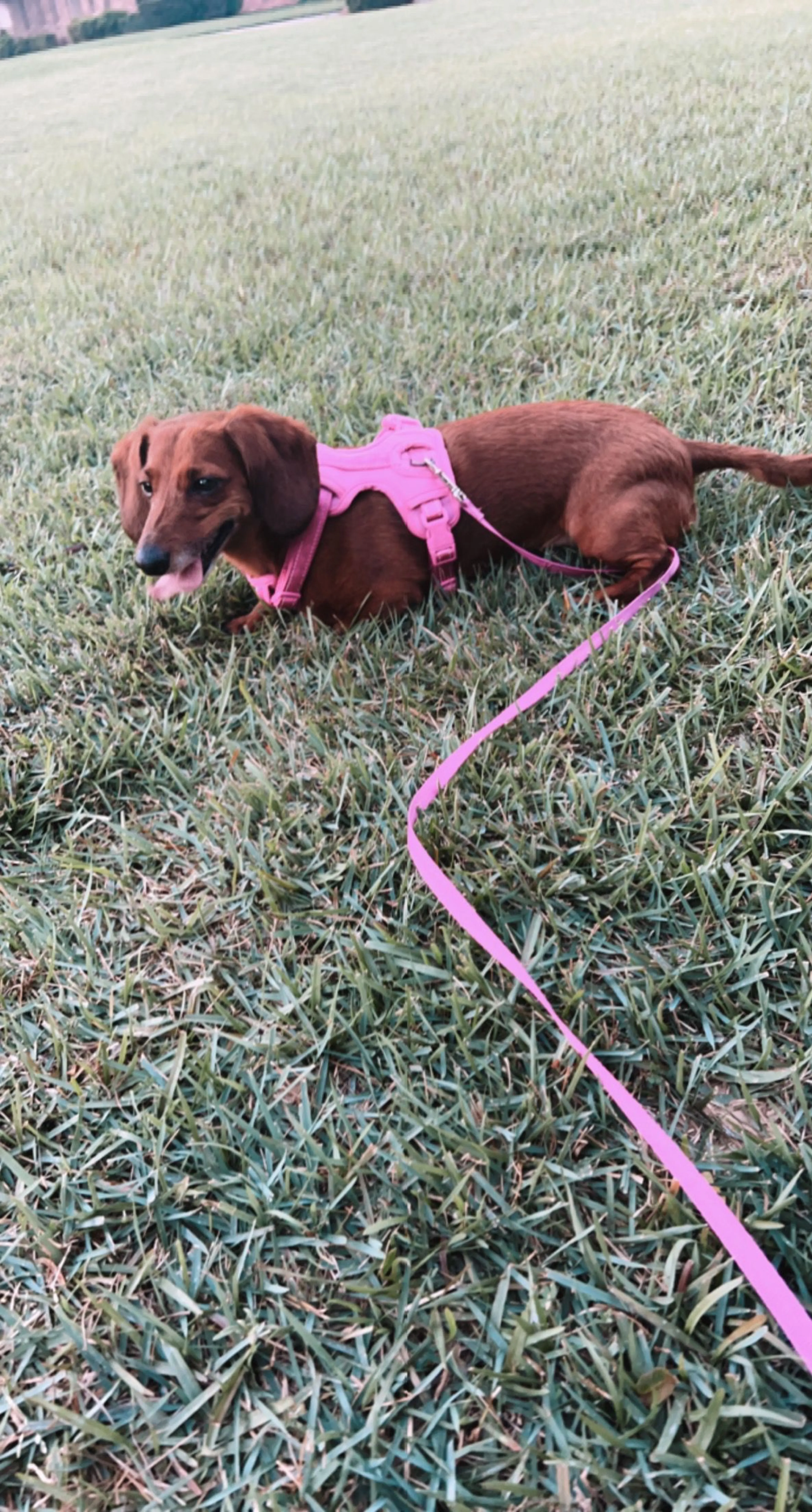 Lost pet-2