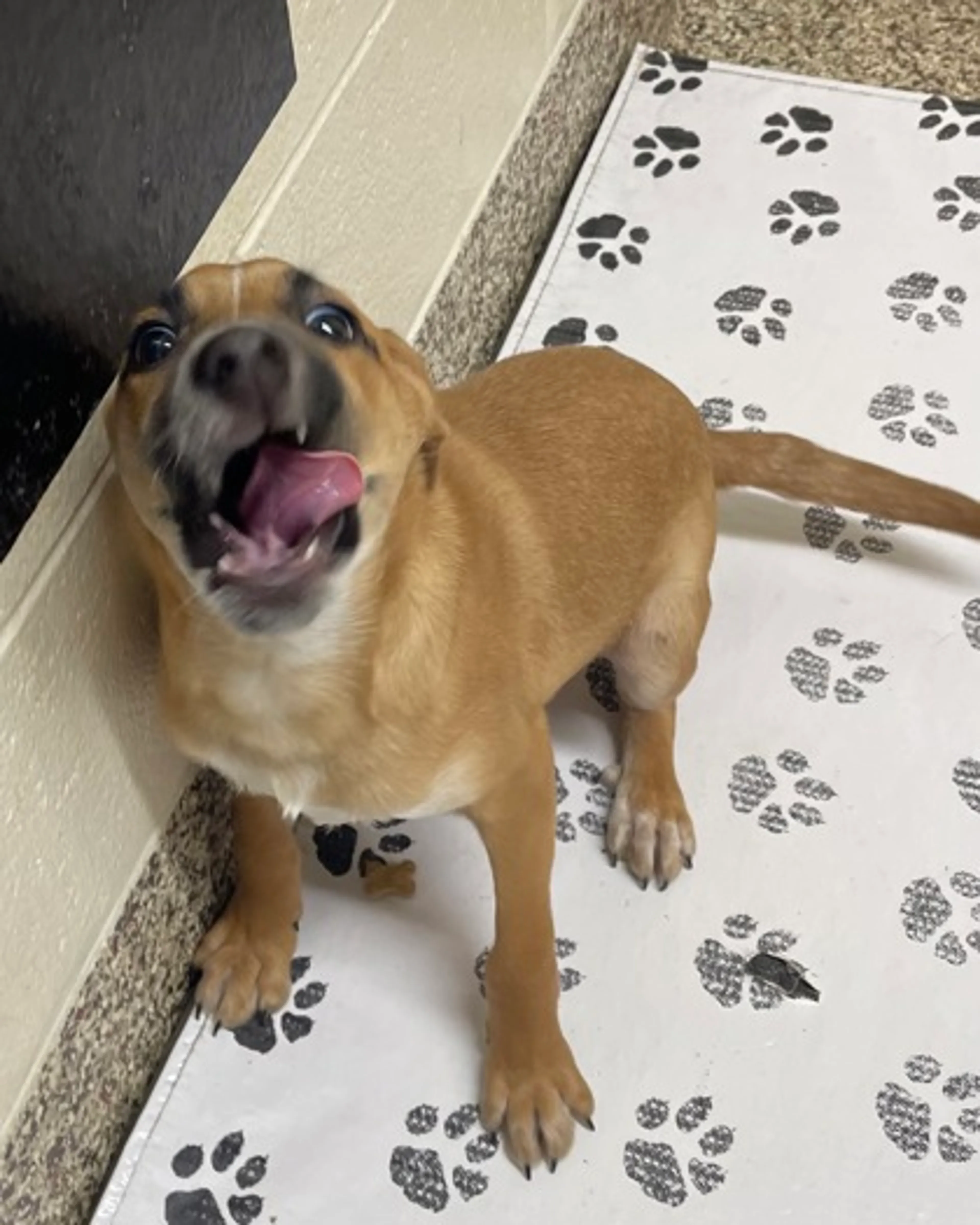 Found pet-1