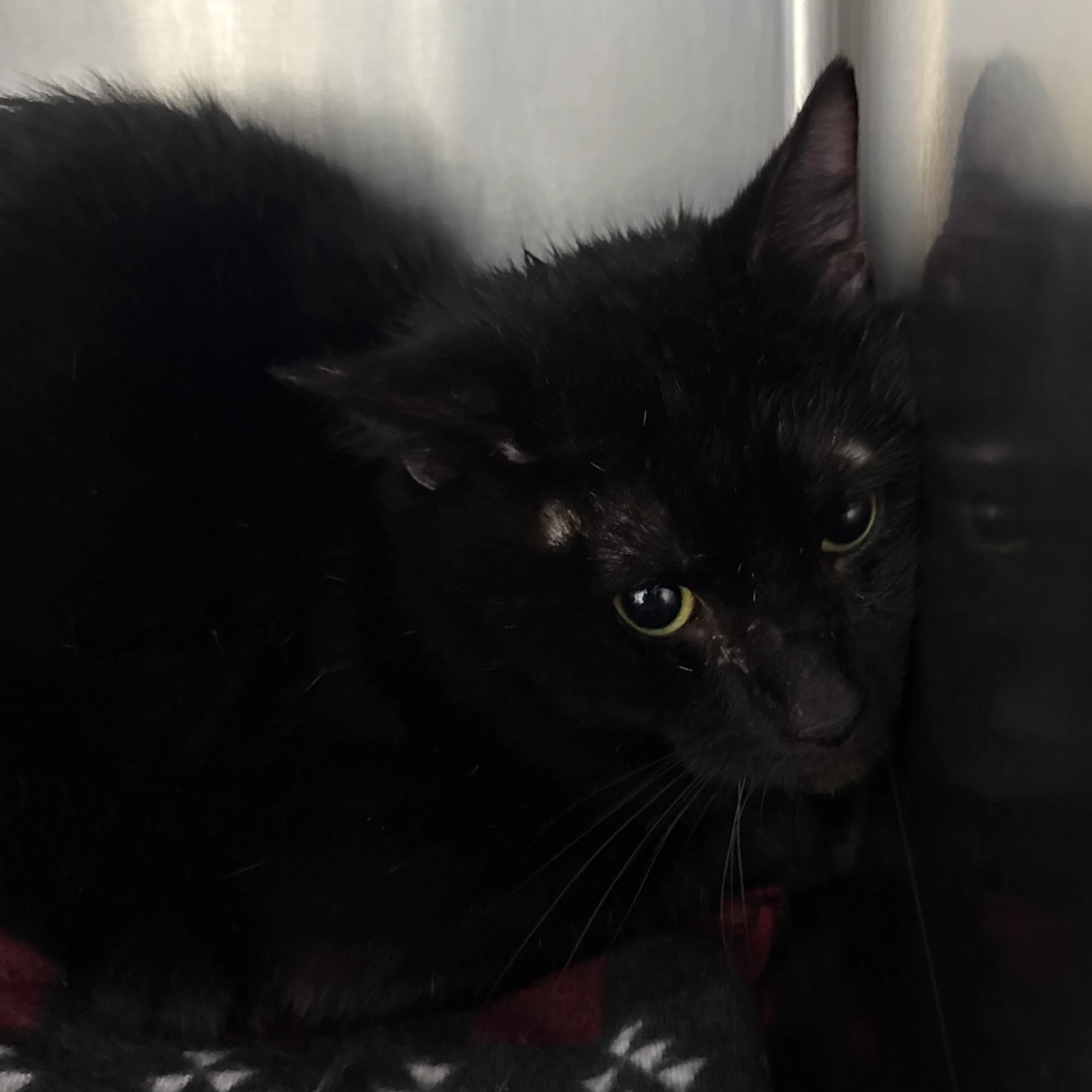 Found pet