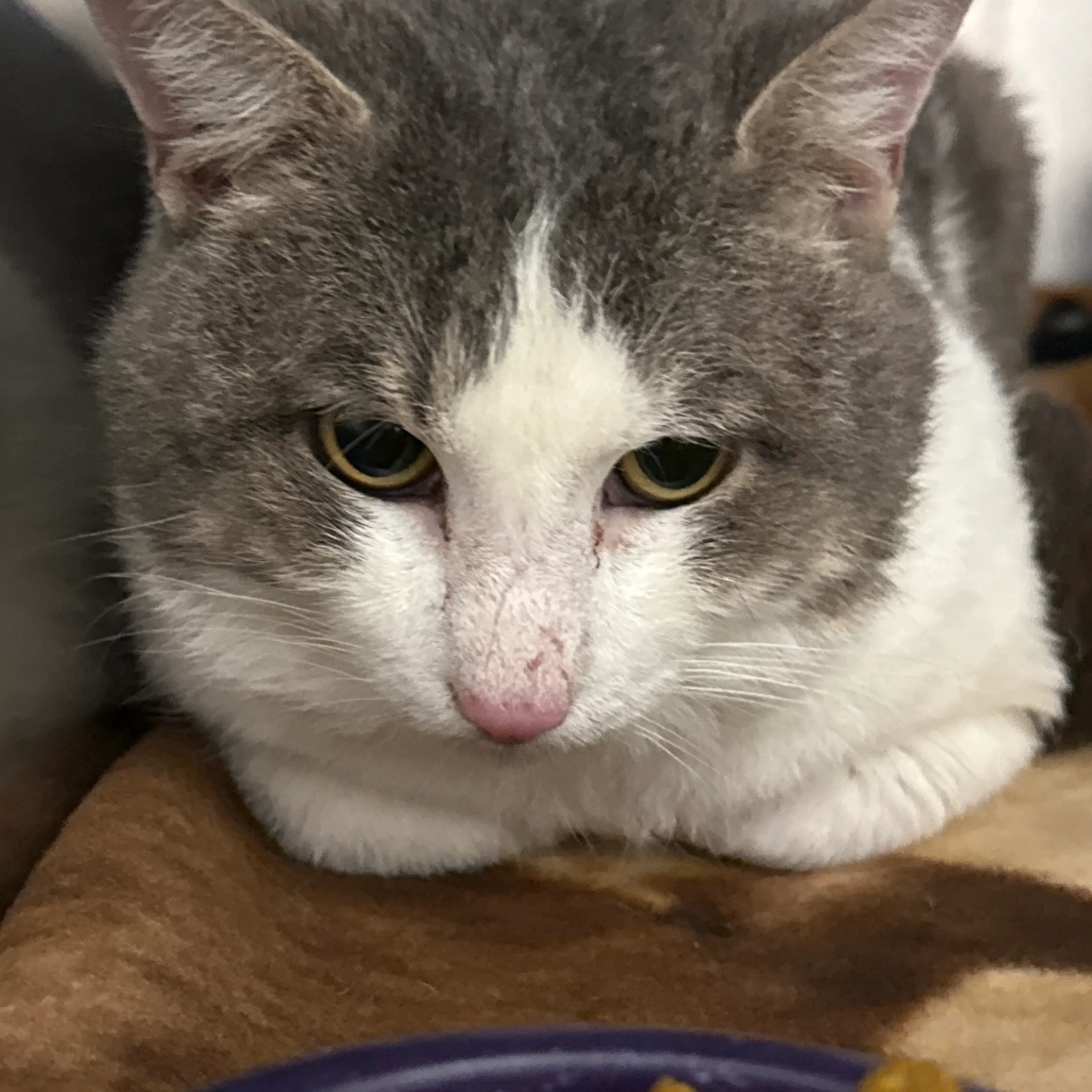 Found pet-1