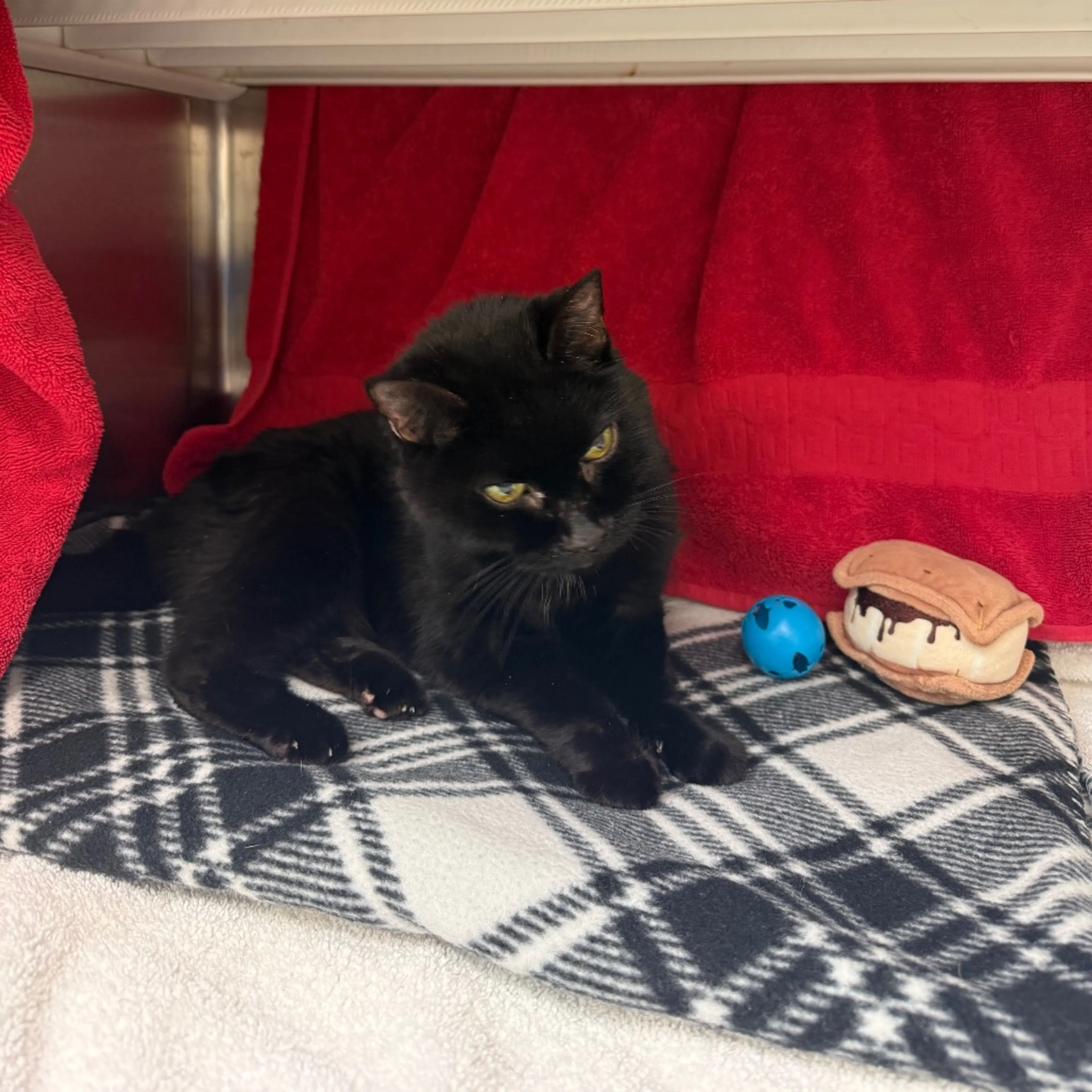Found pet-1