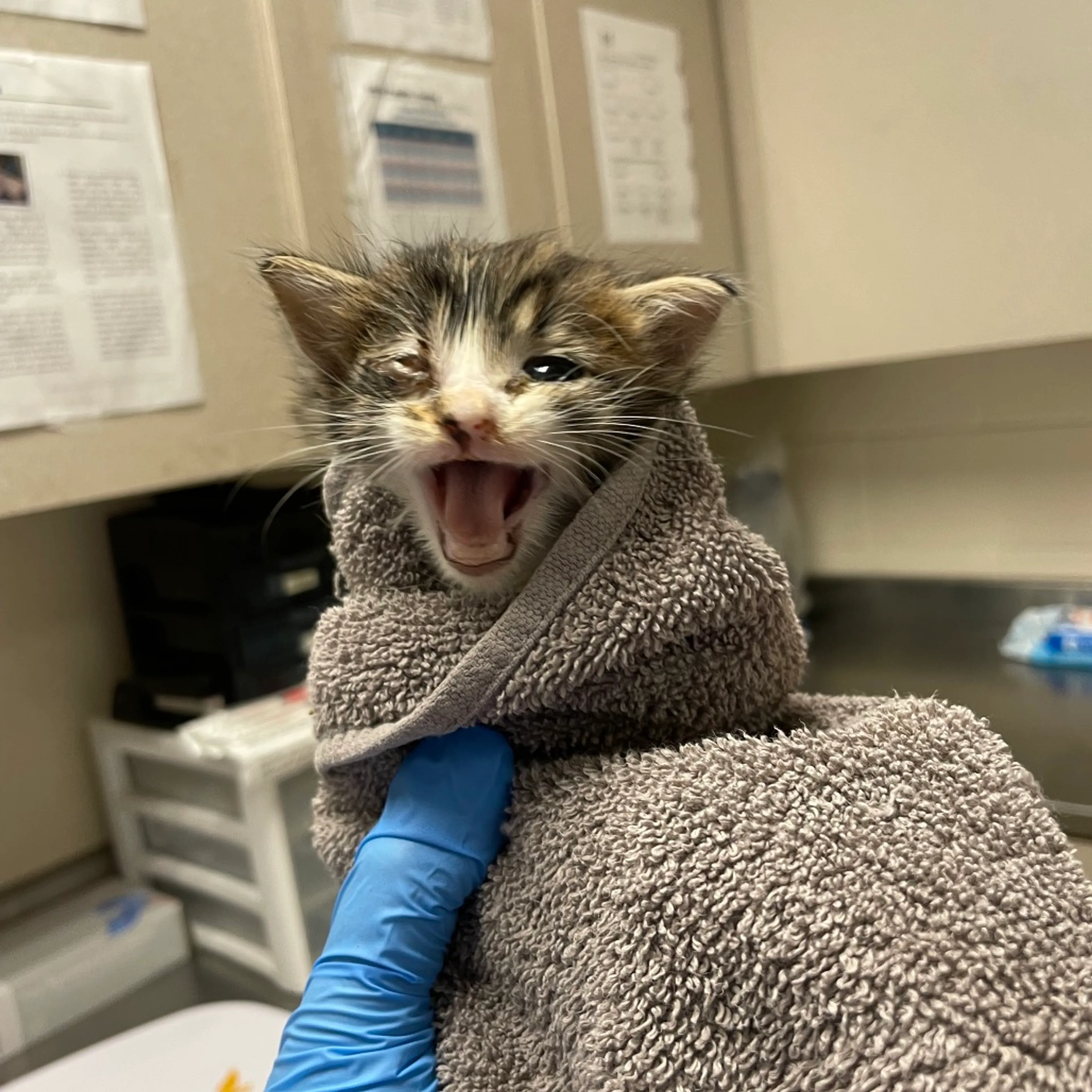 Found pet