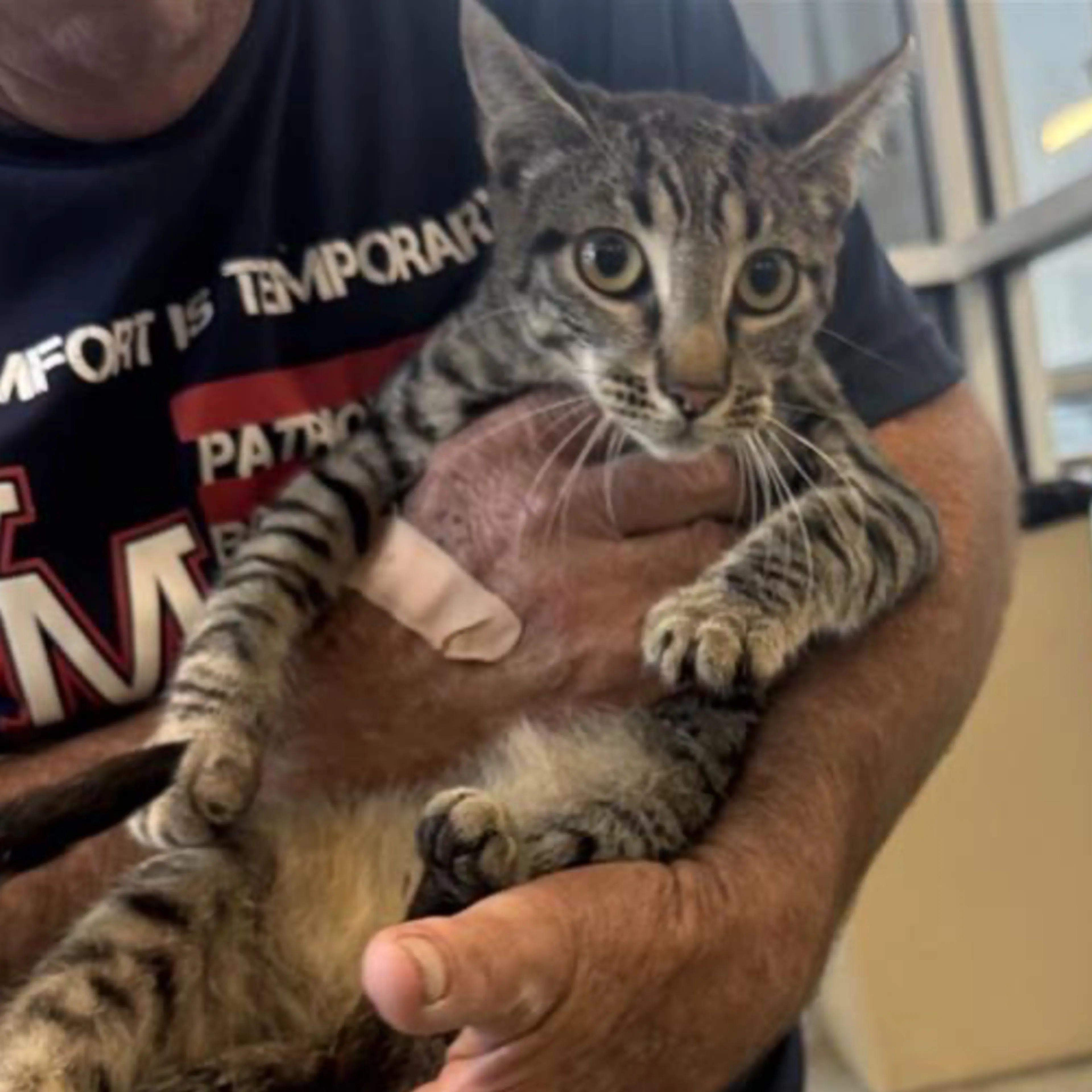 Found pet