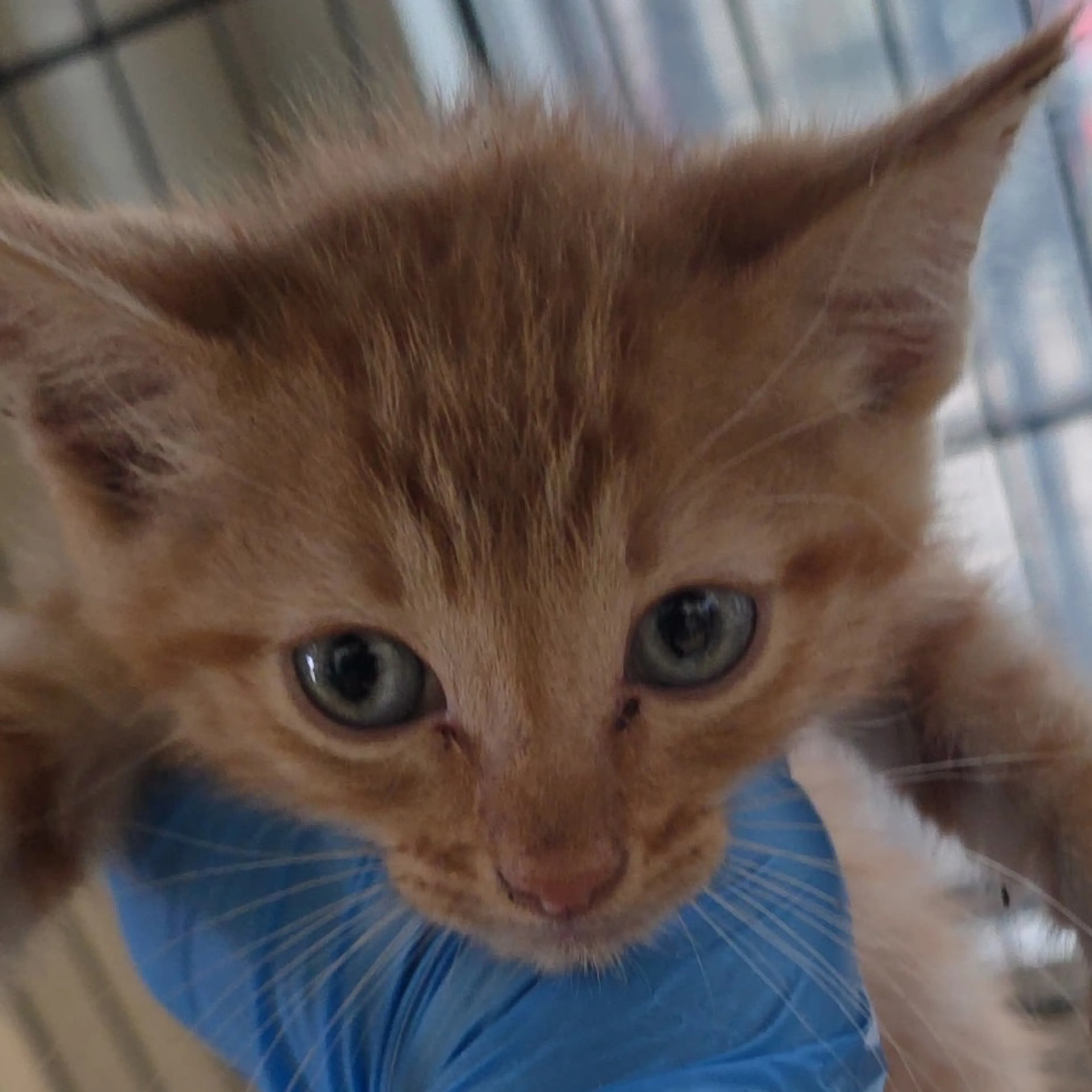 Found pet