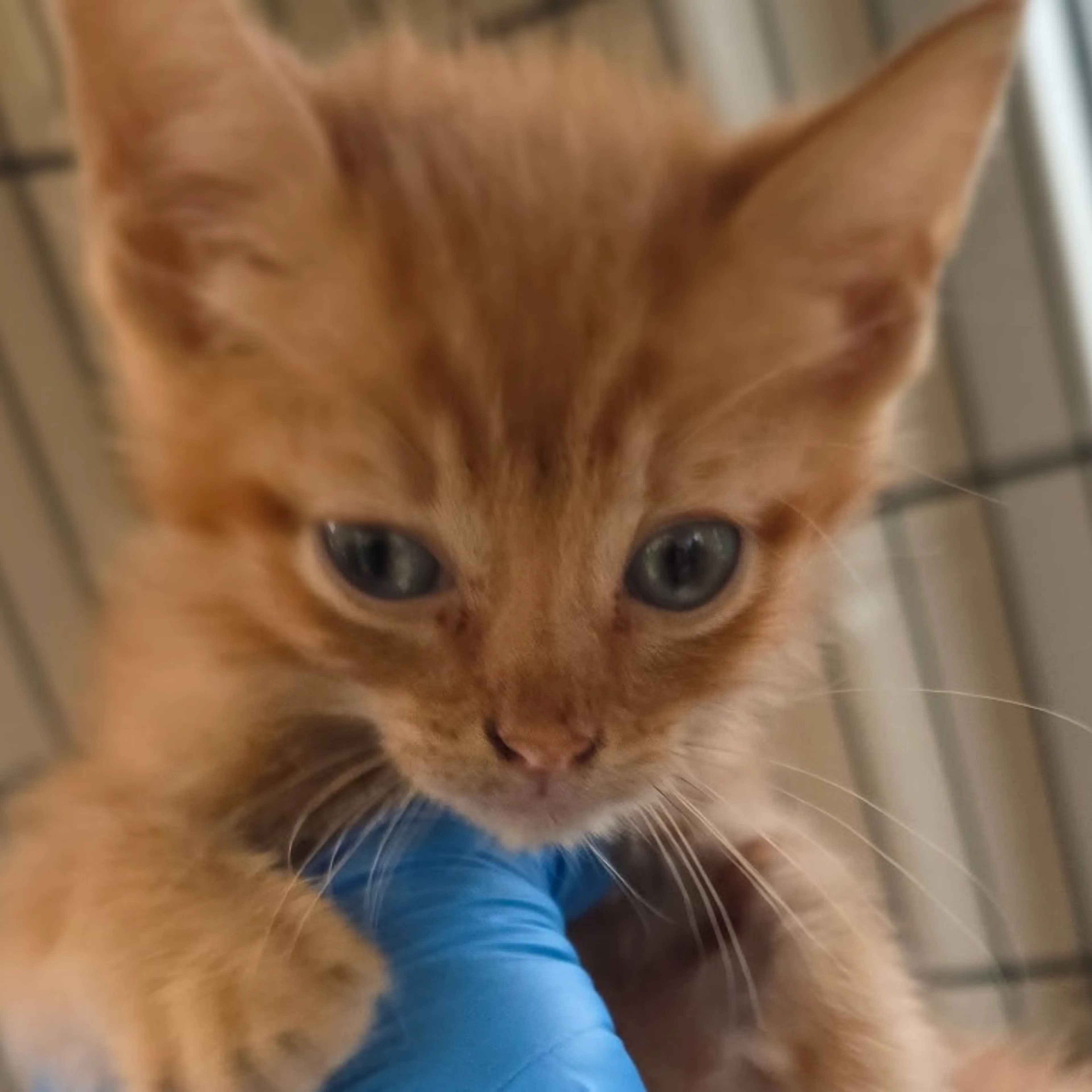 Found pet
