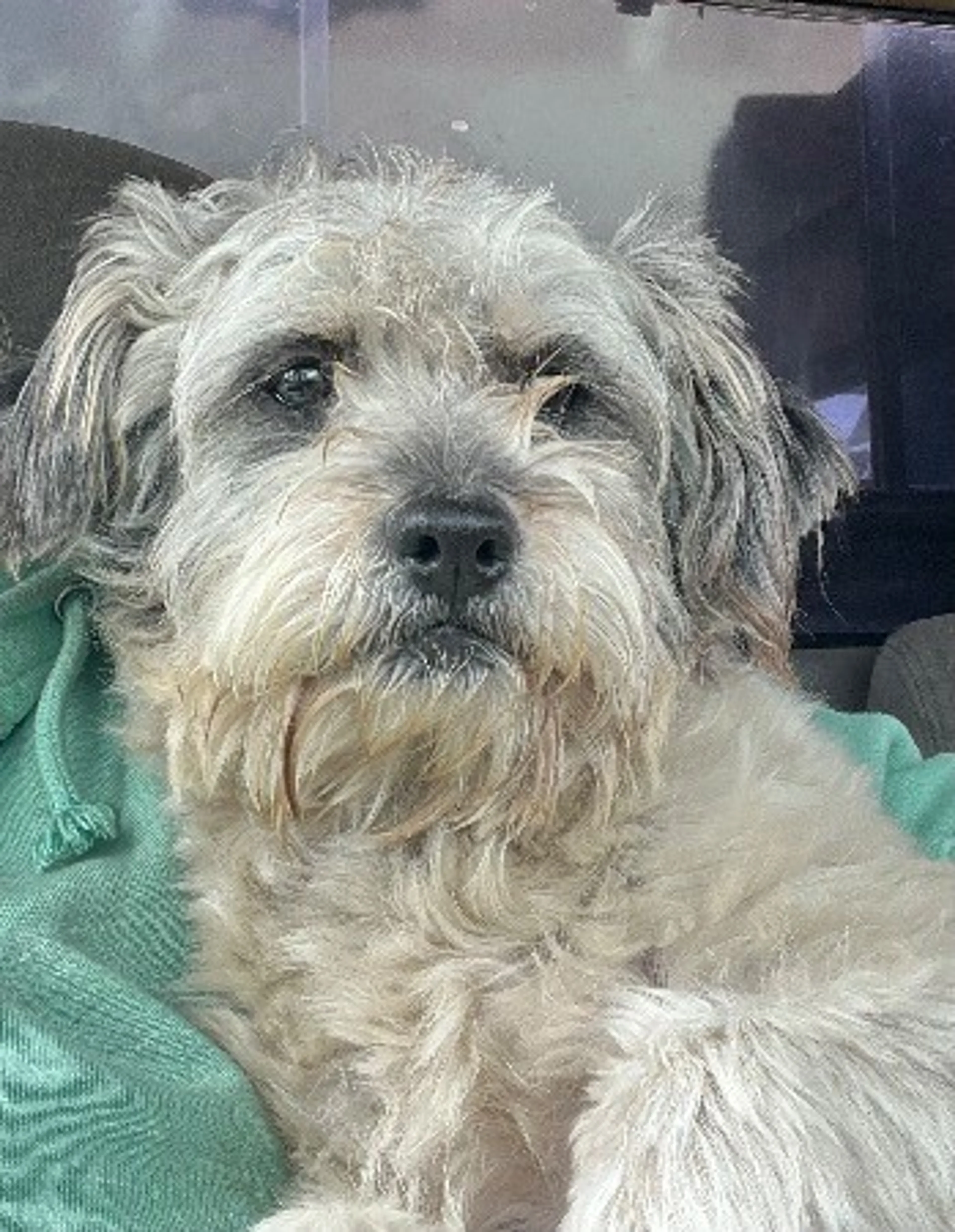 Found pet