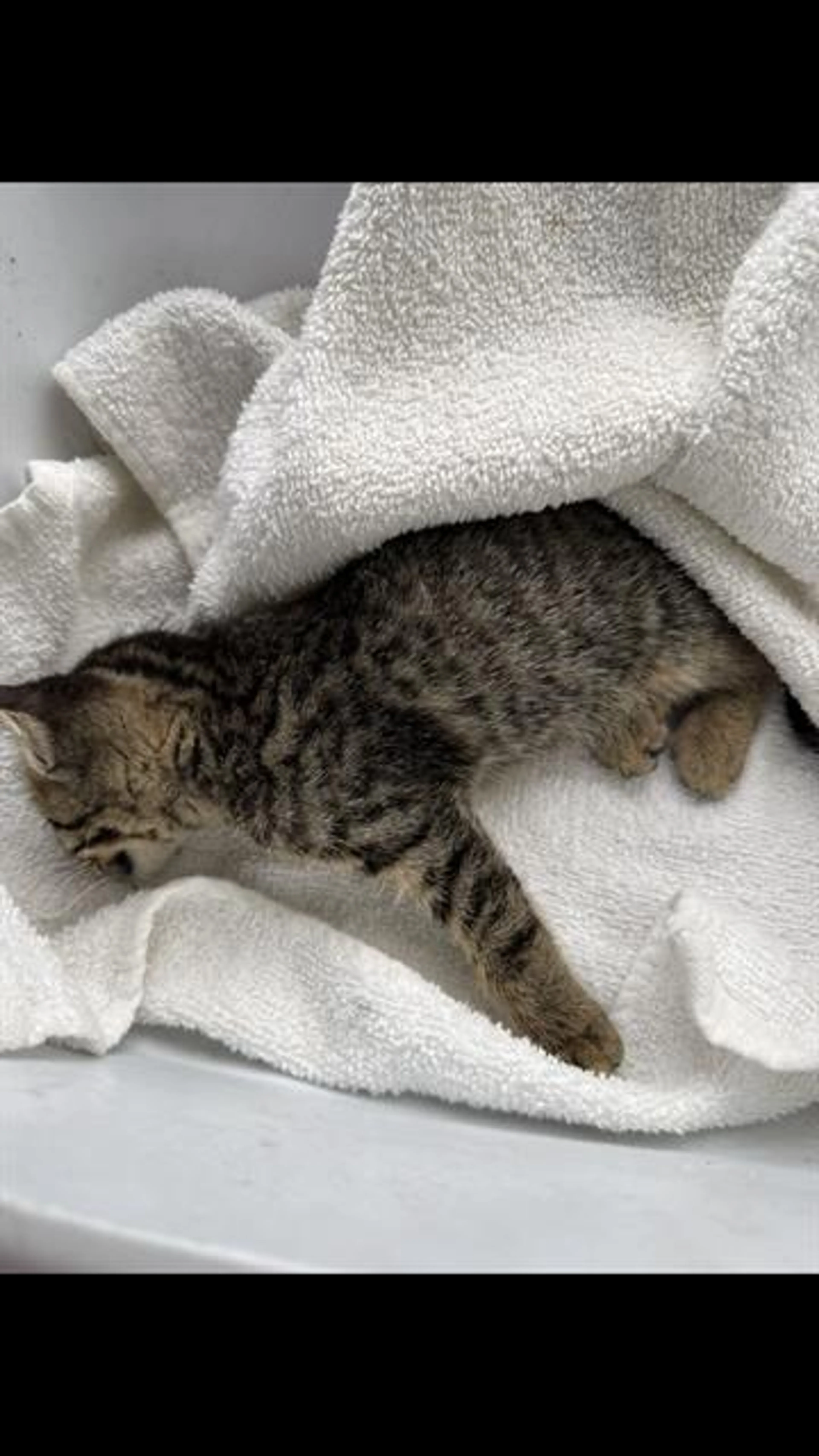 Found pet