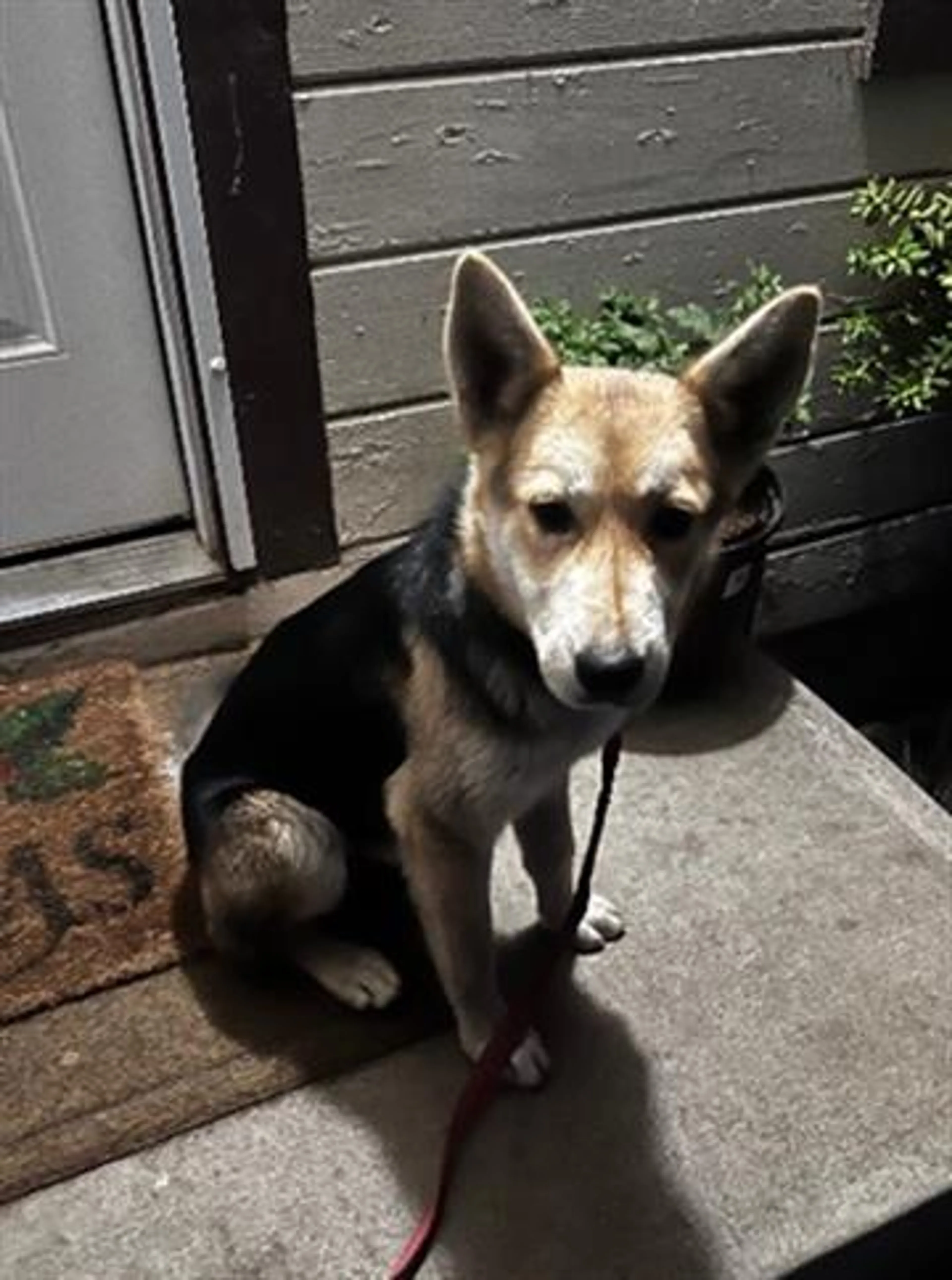Found pet