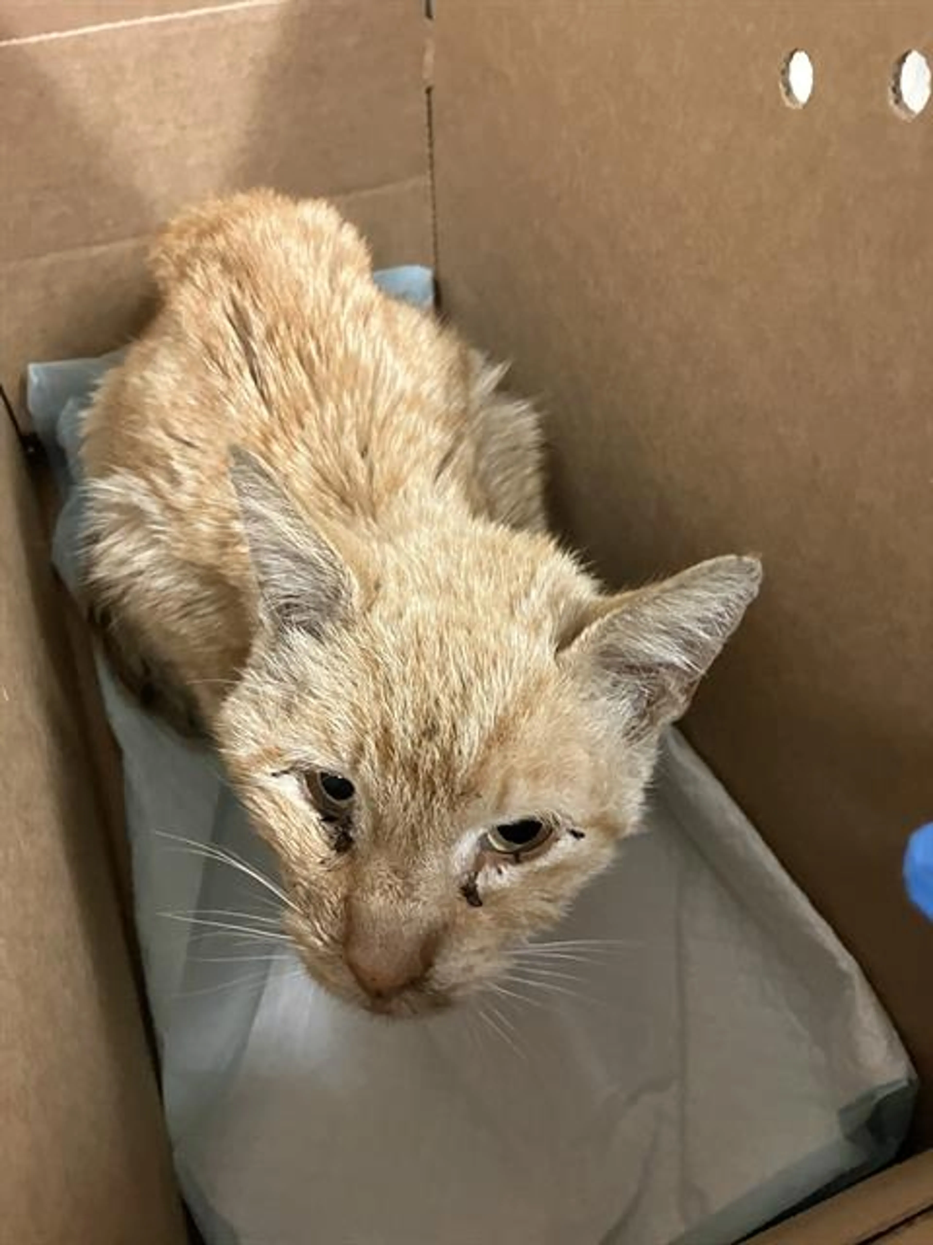 Found pet