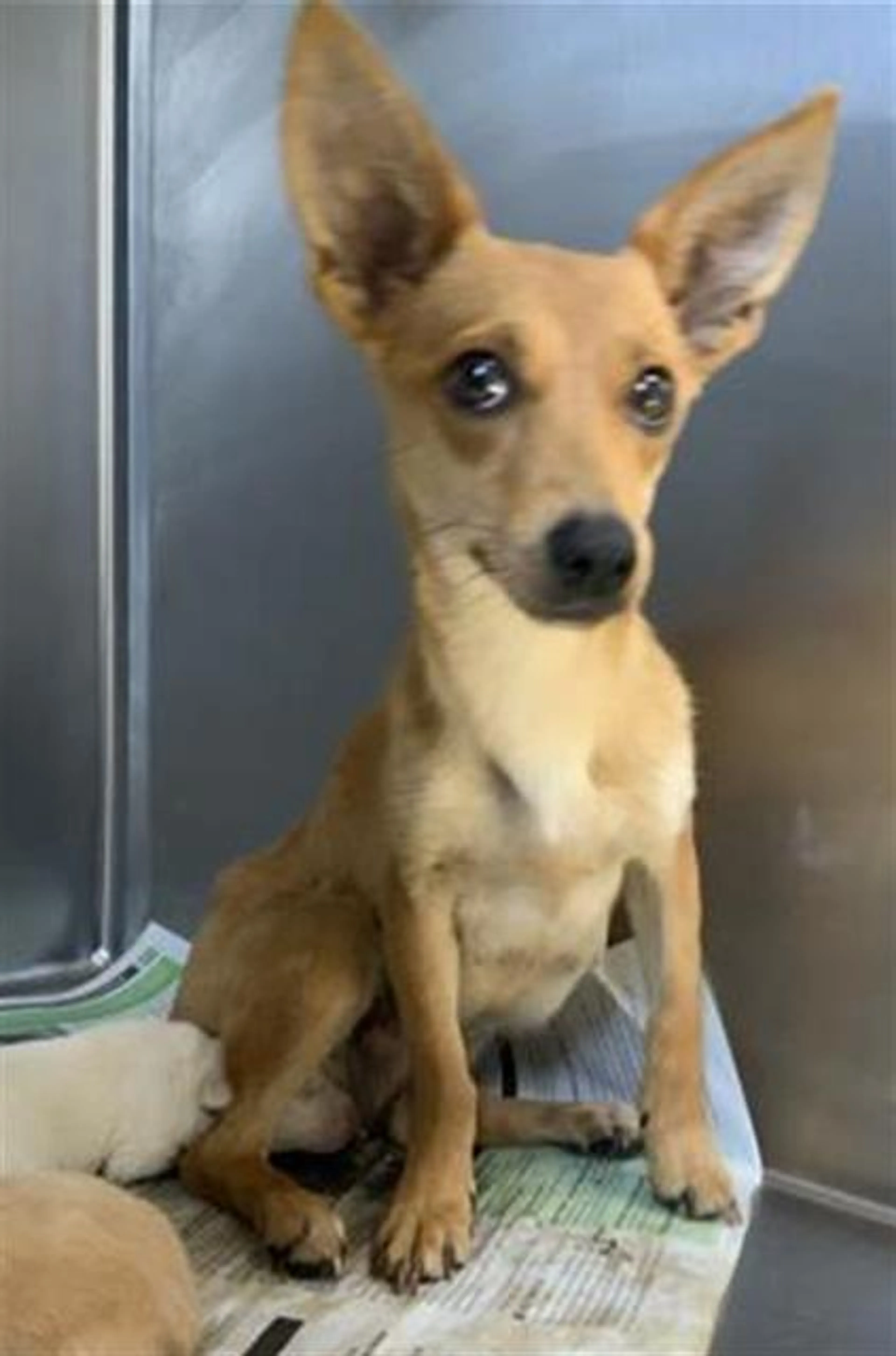 Found pet