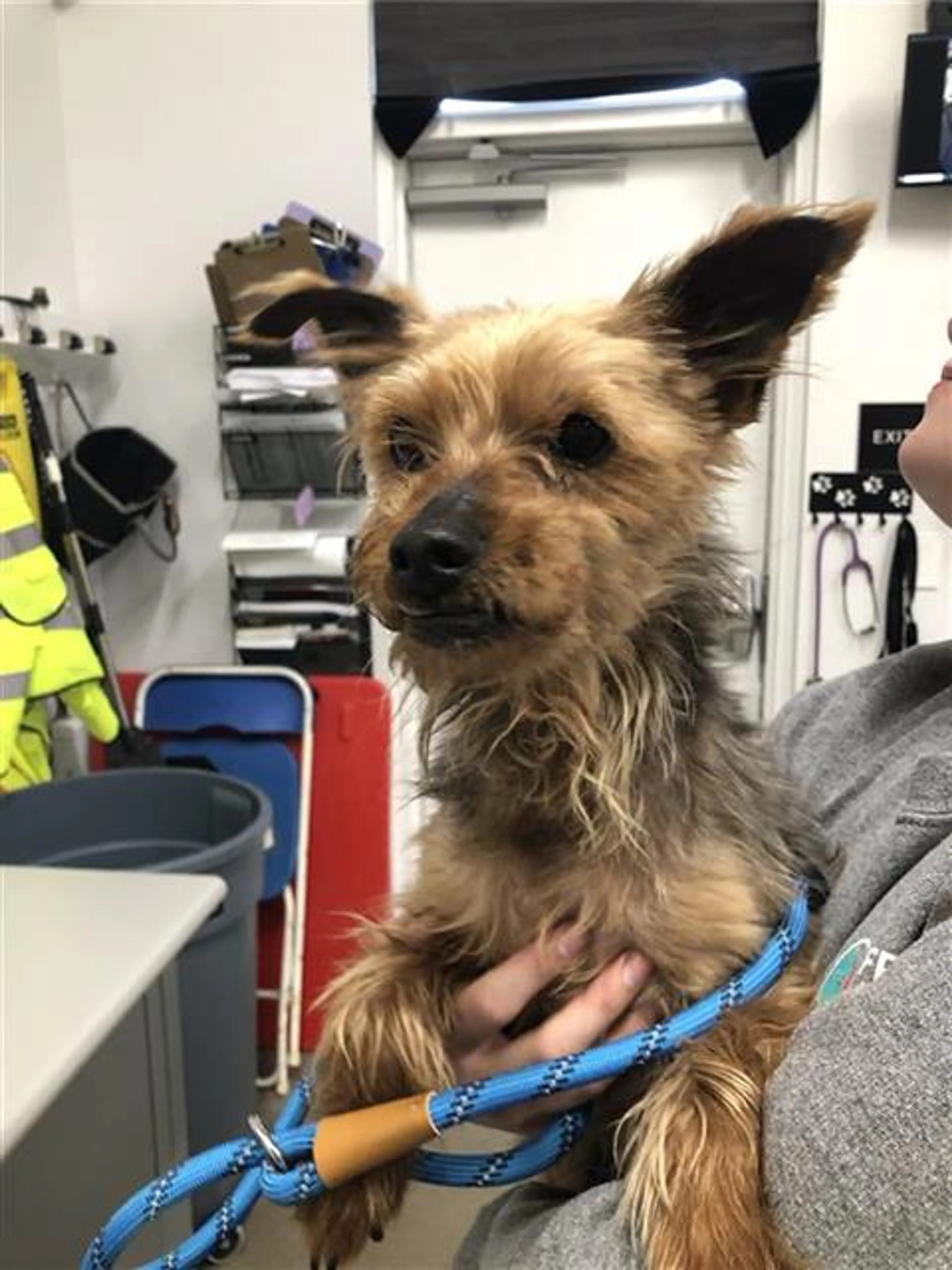 Found pet