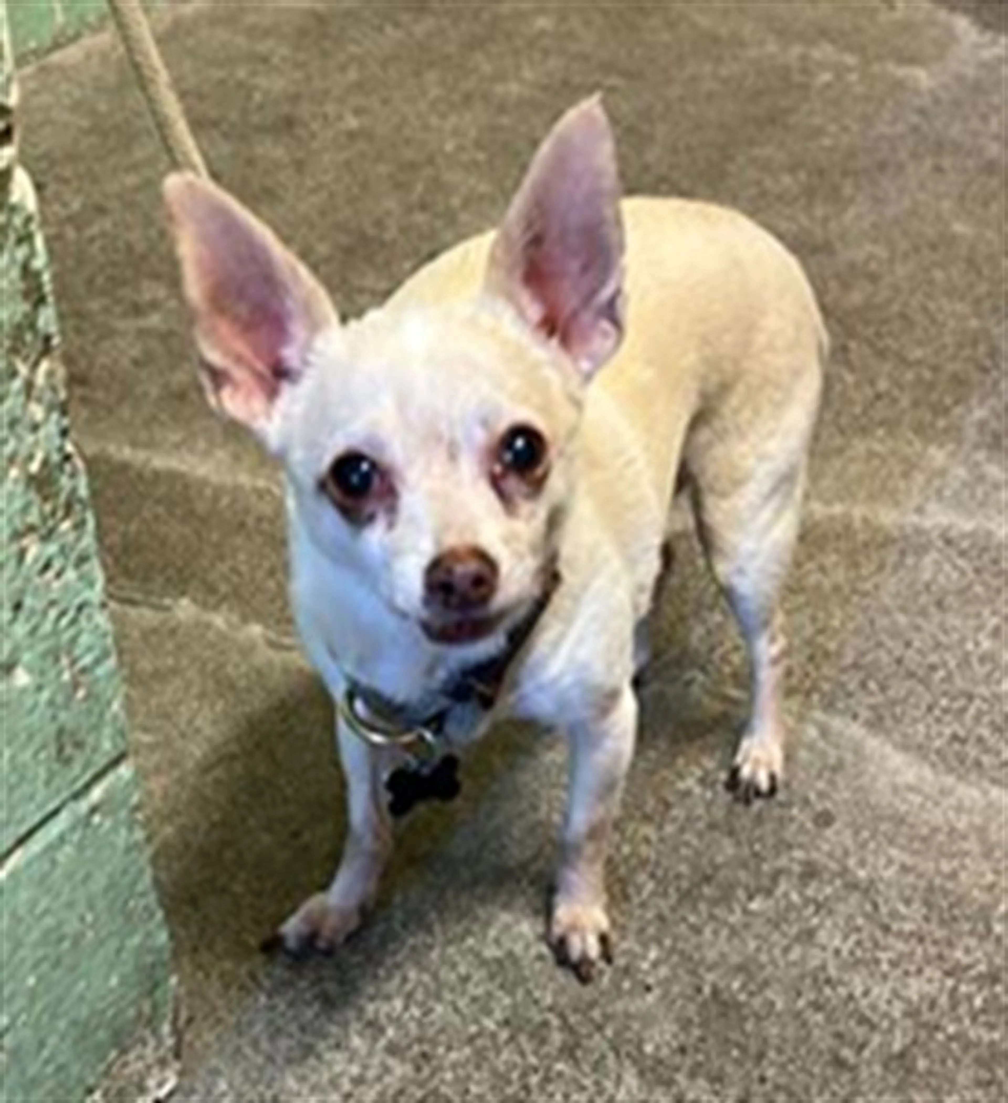 Found pet
