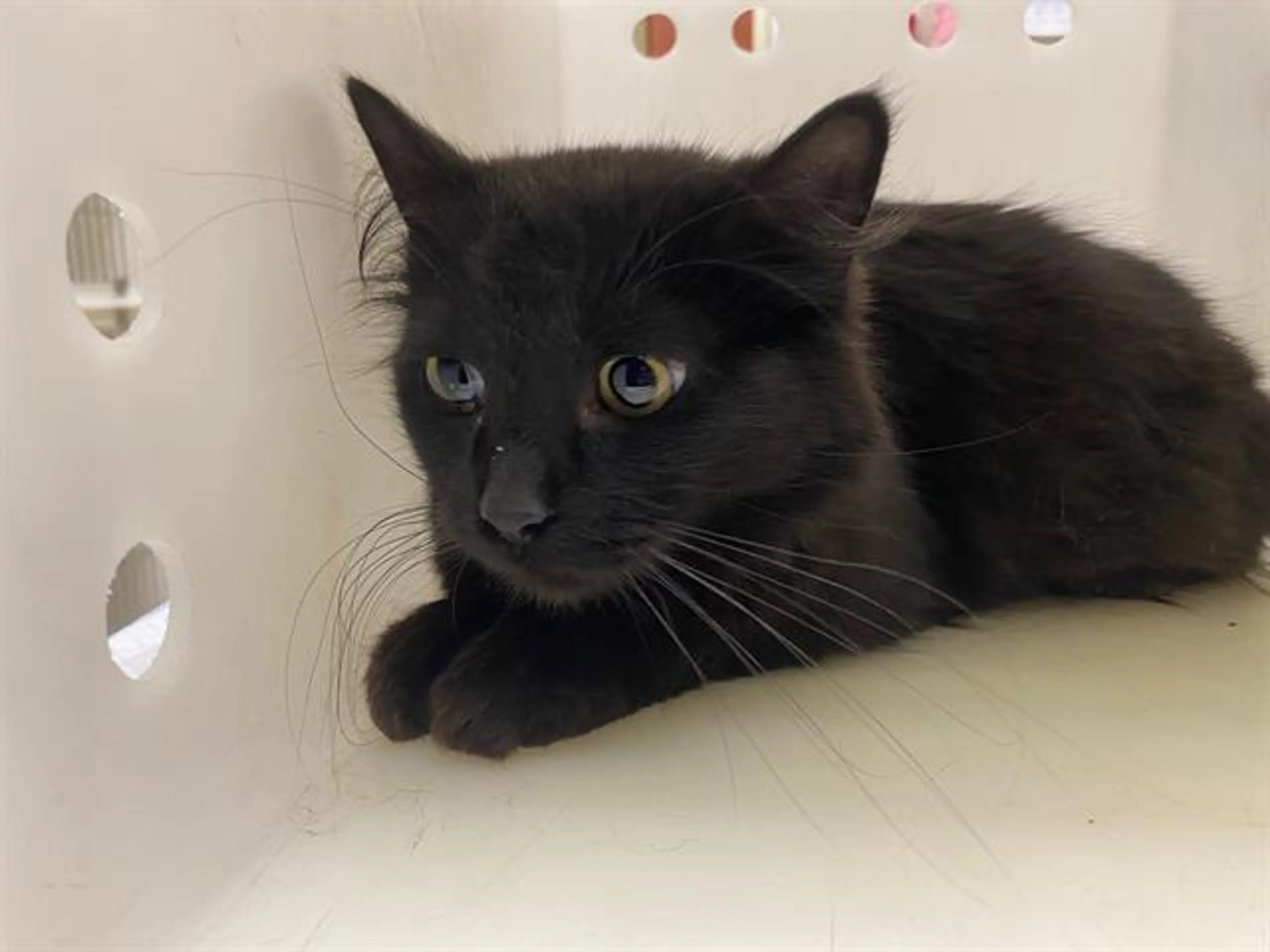 Found pet