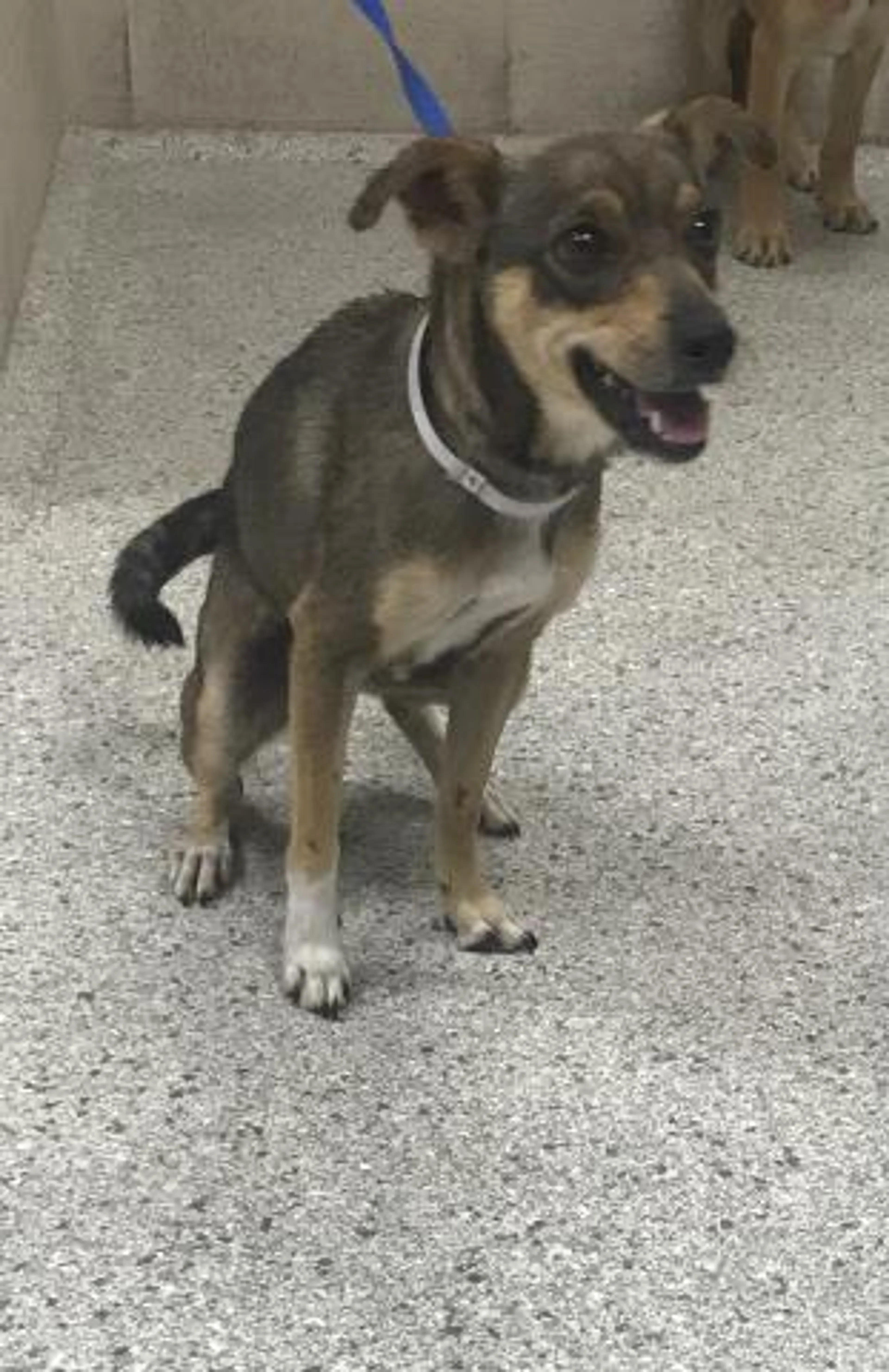 Found pet