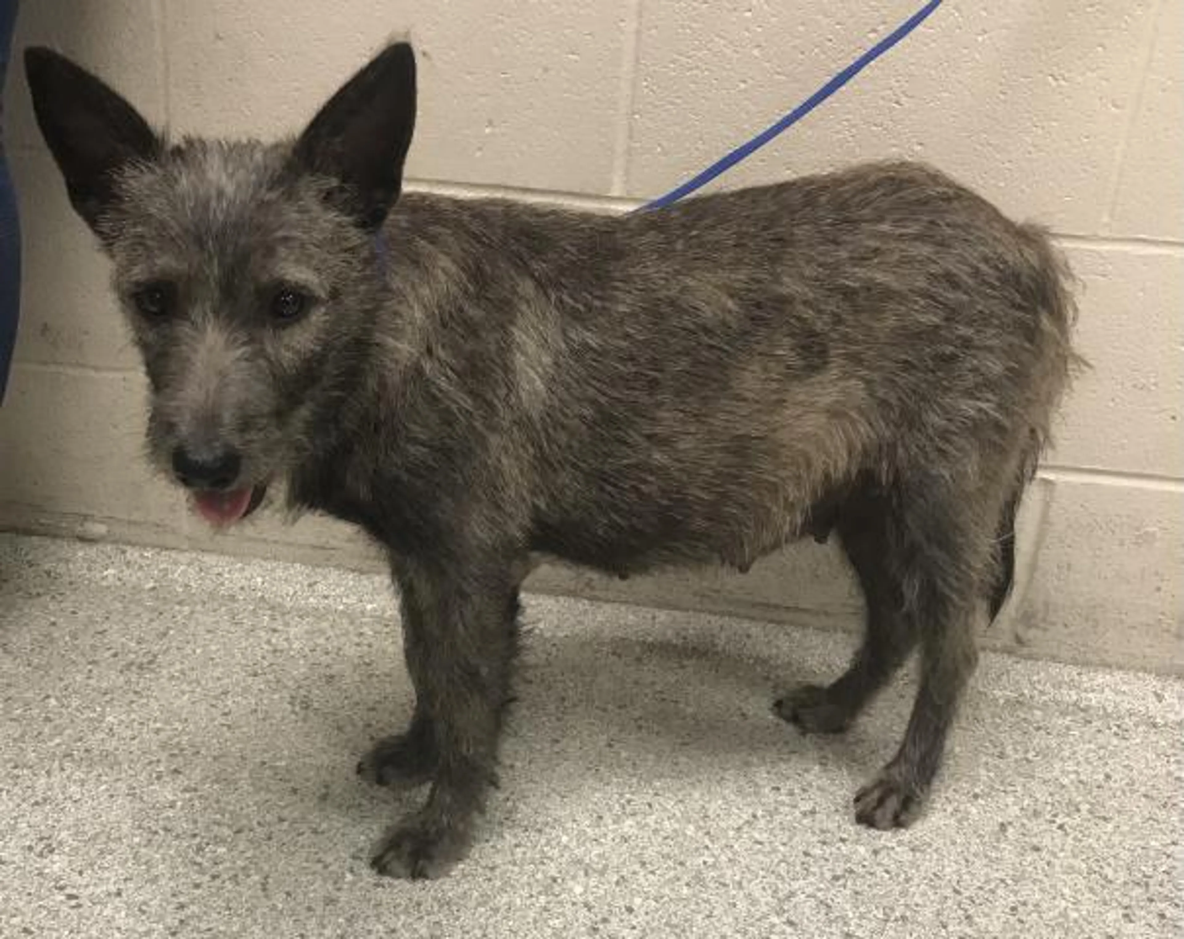 Found pet