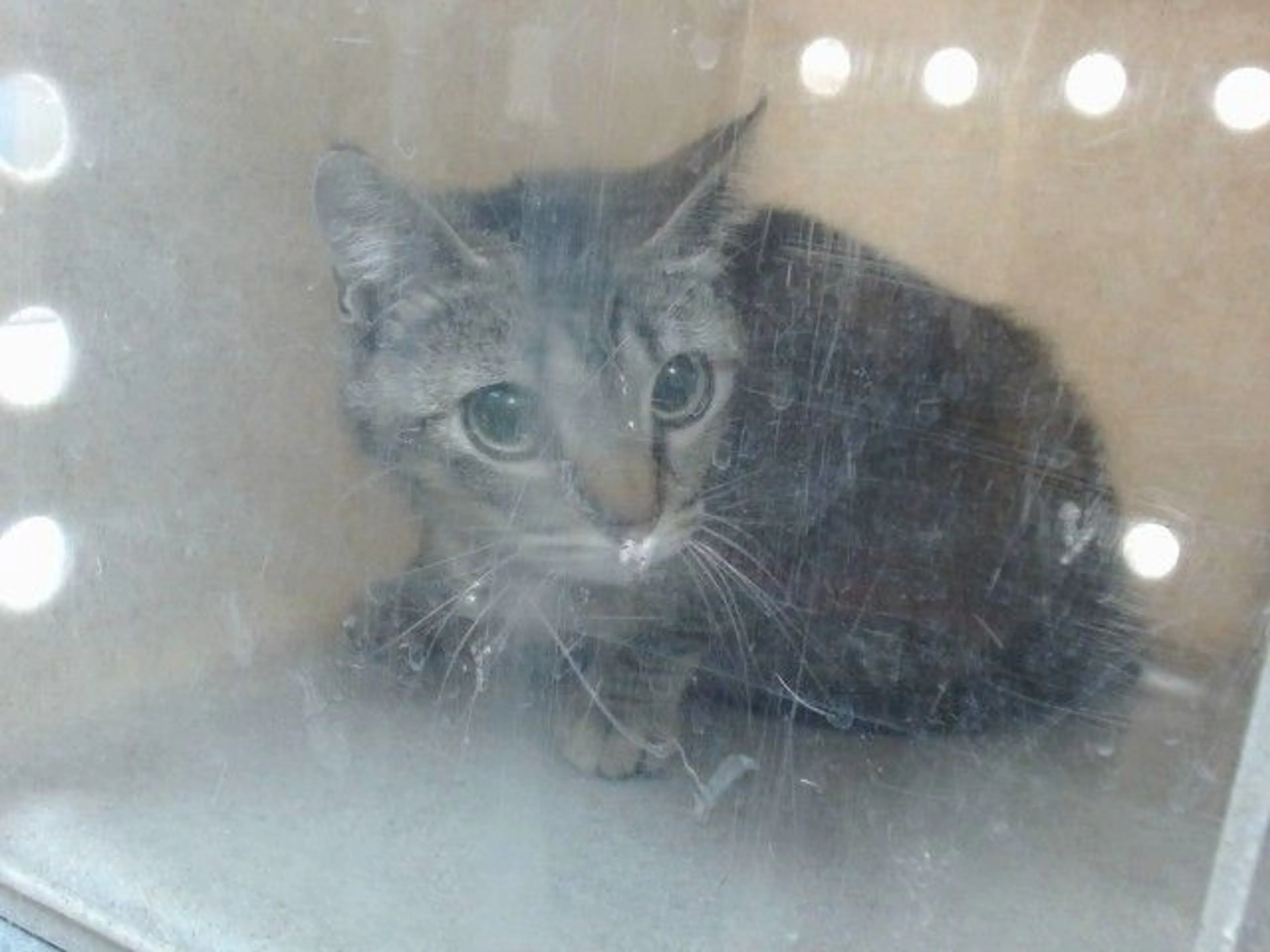 Found pet
