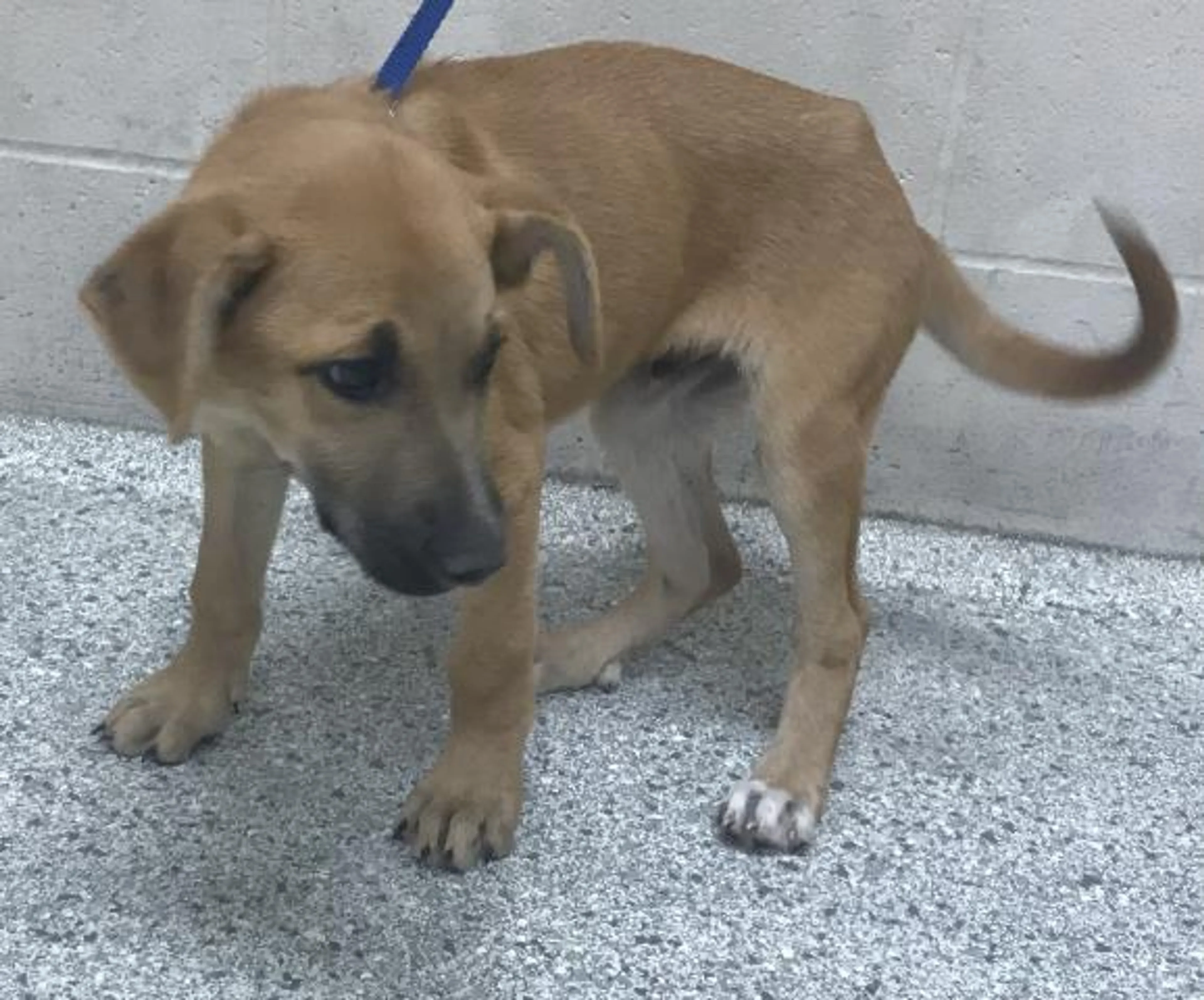 Found pet