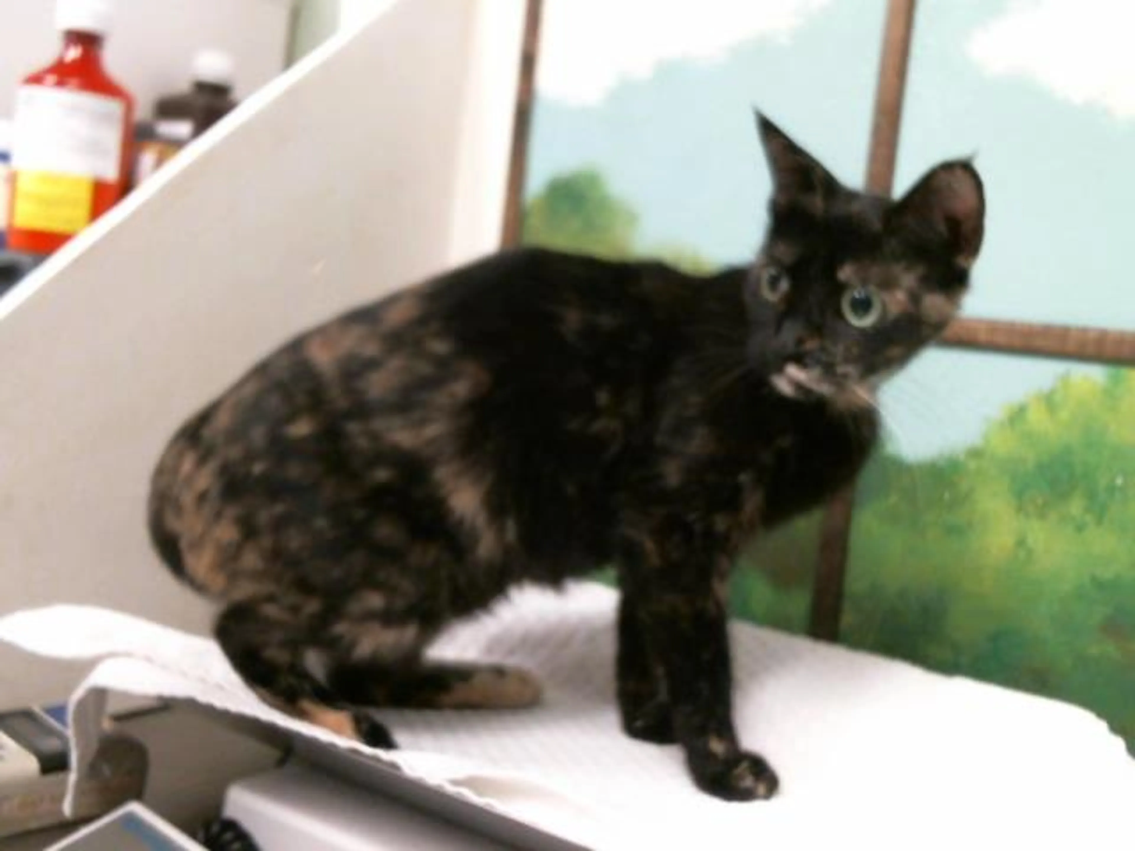 Found pet