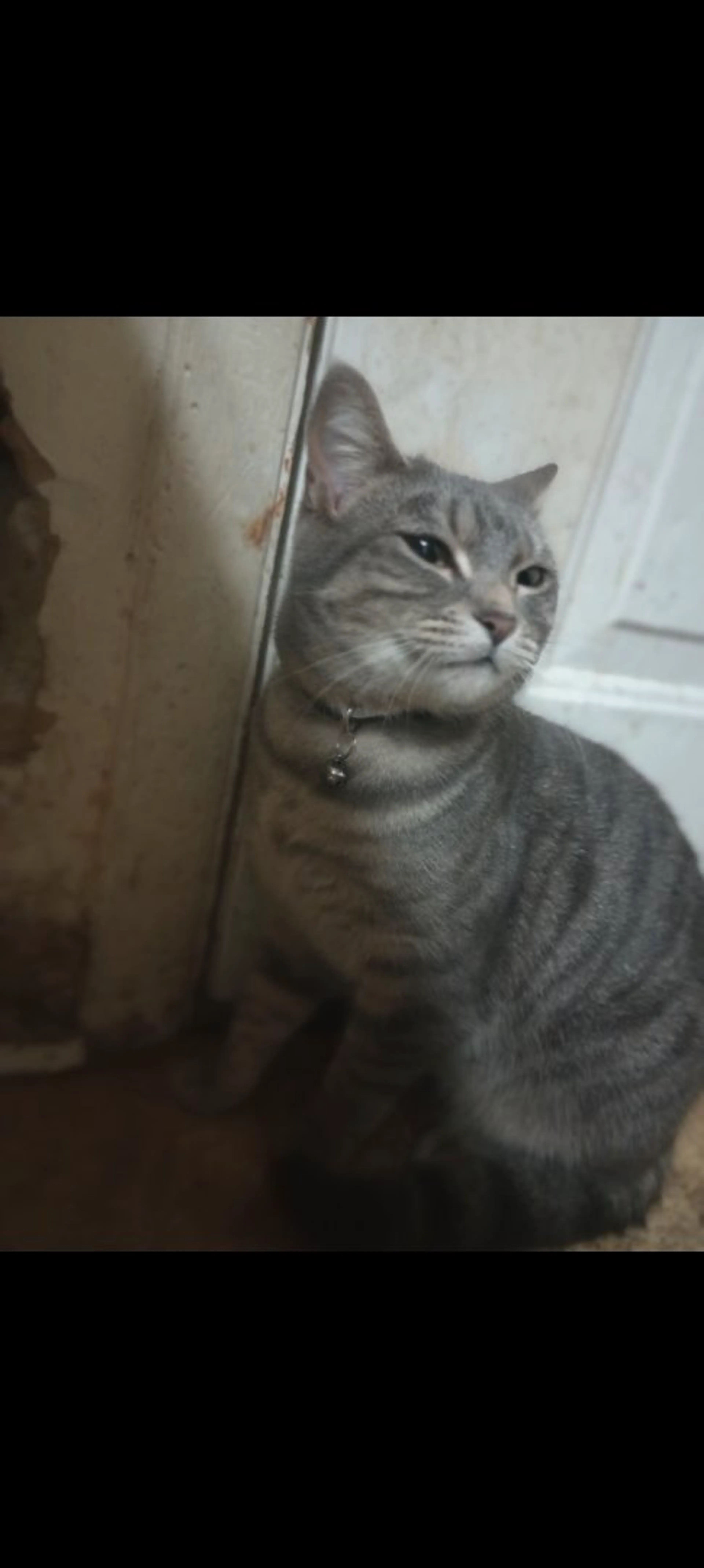 Lost pet-1