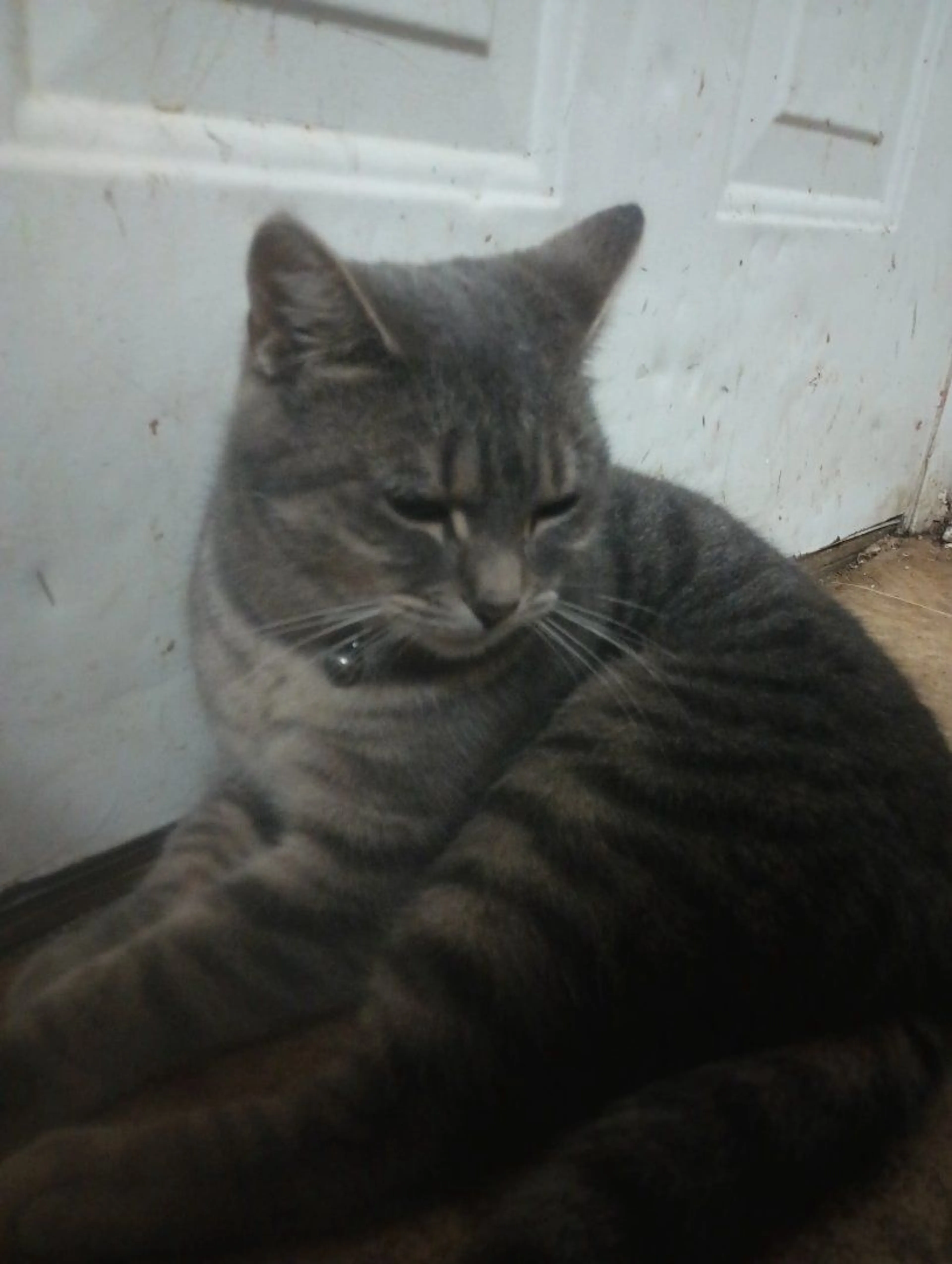 Lost pet-0