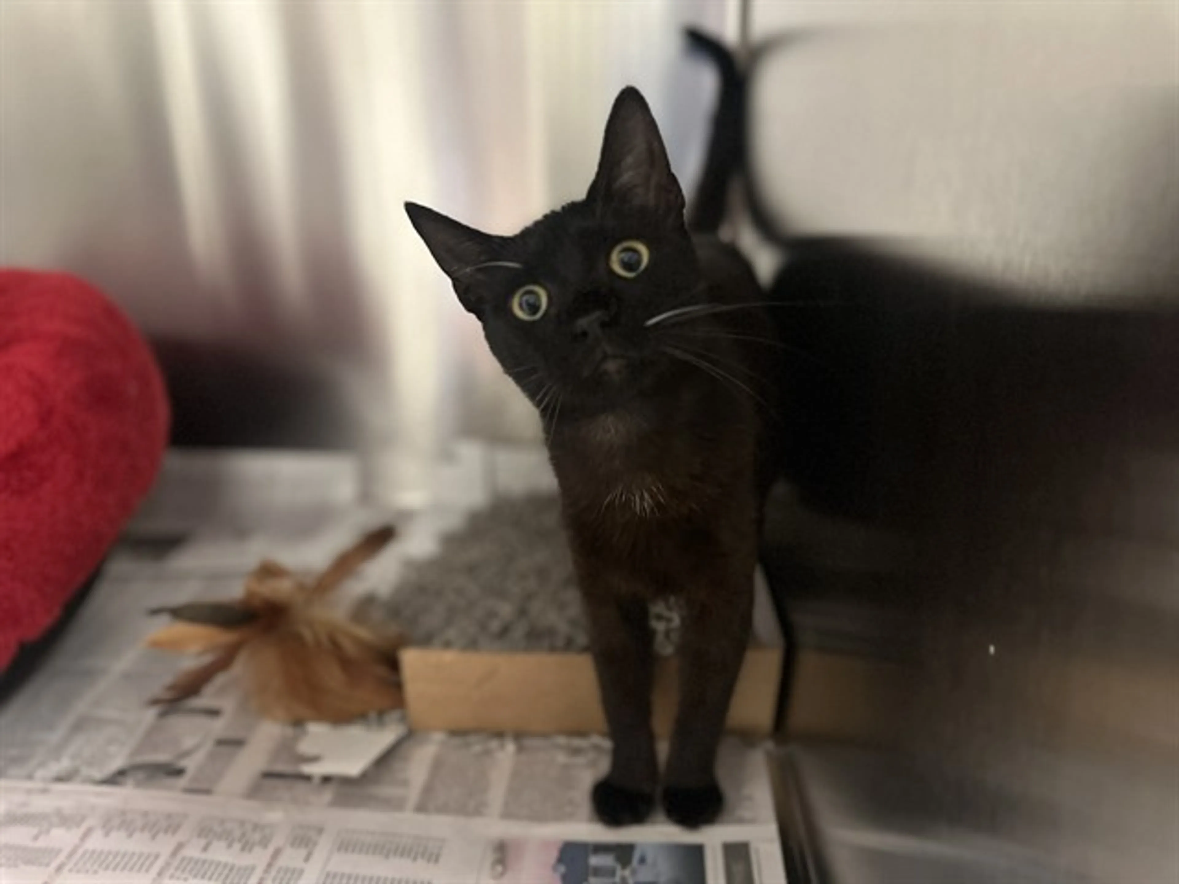 Found pet