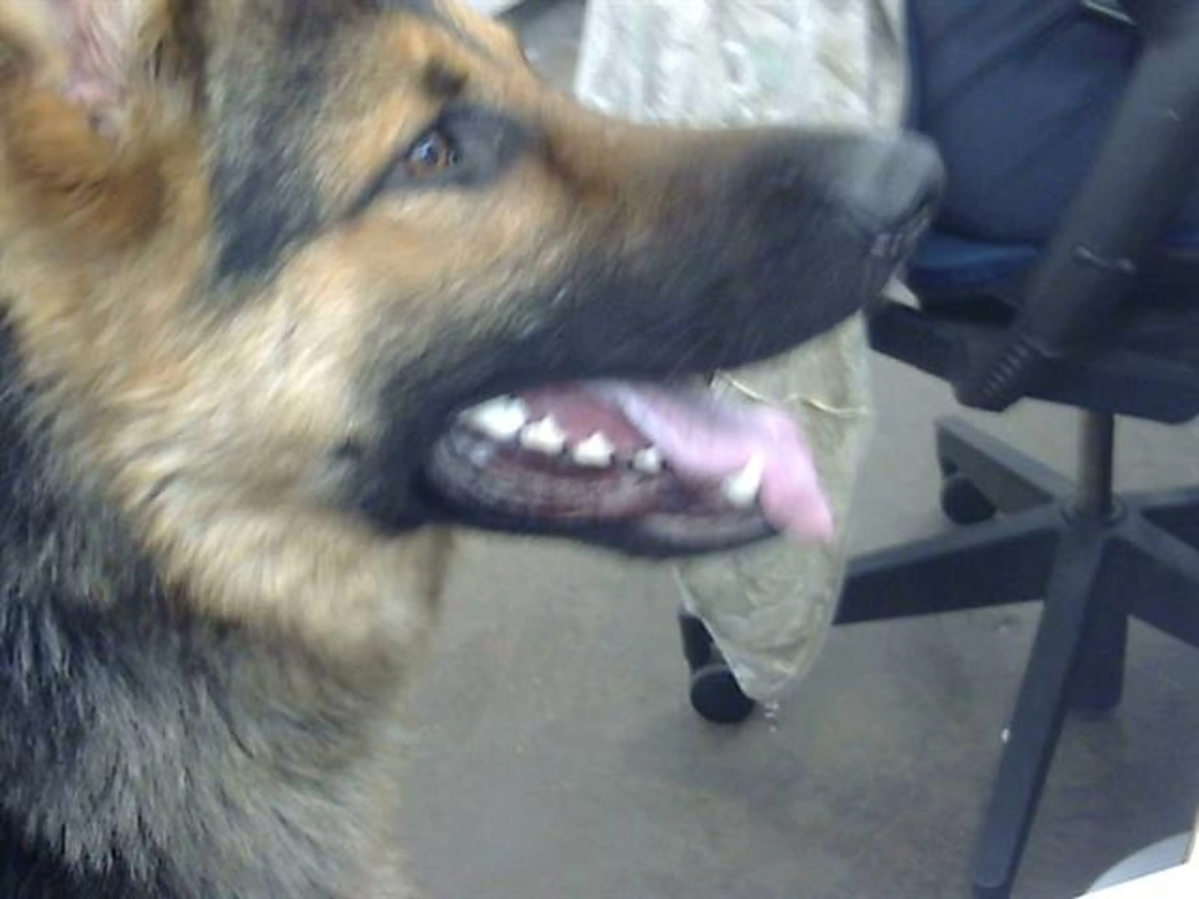 Found pet