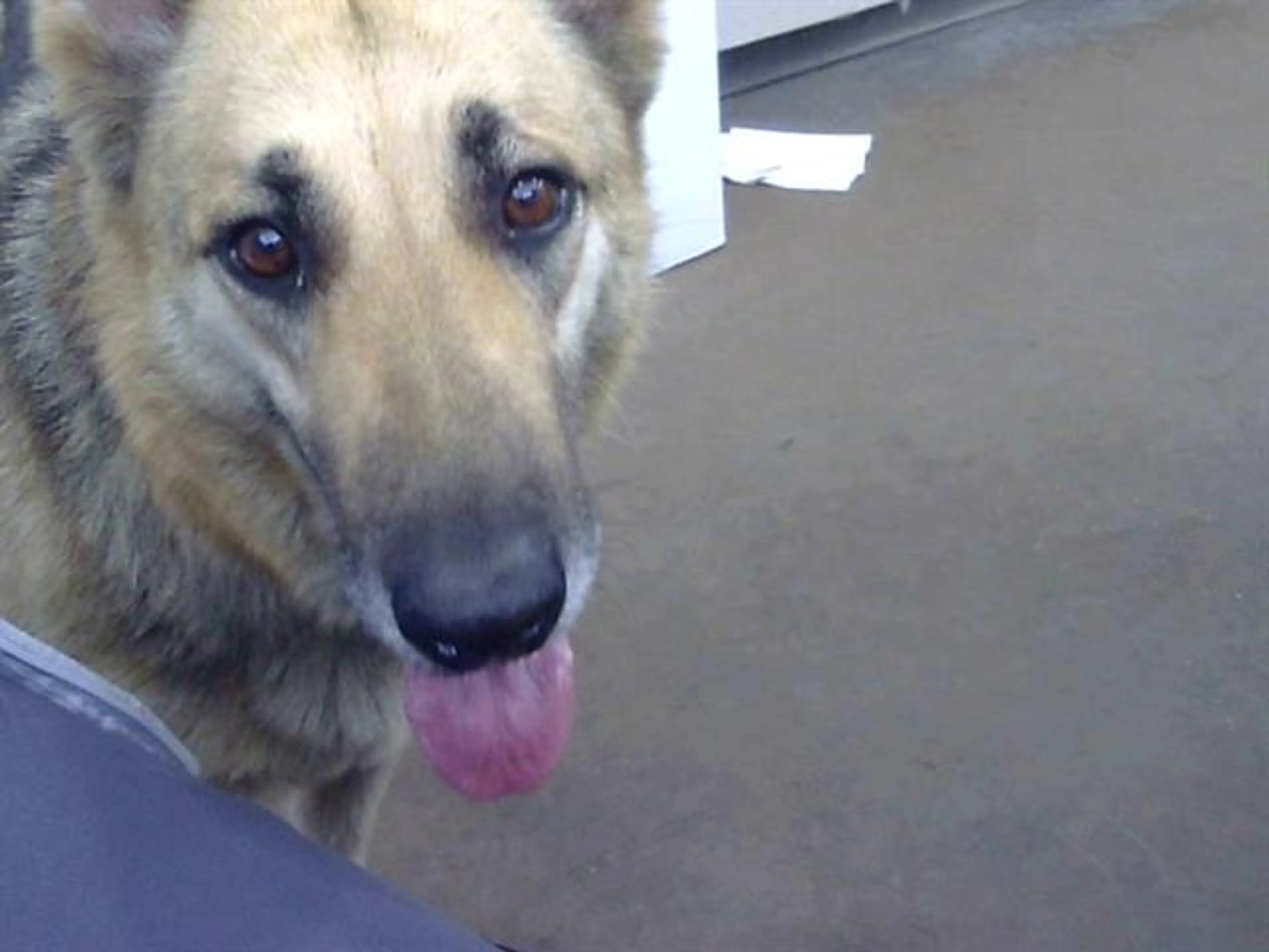 Found pet