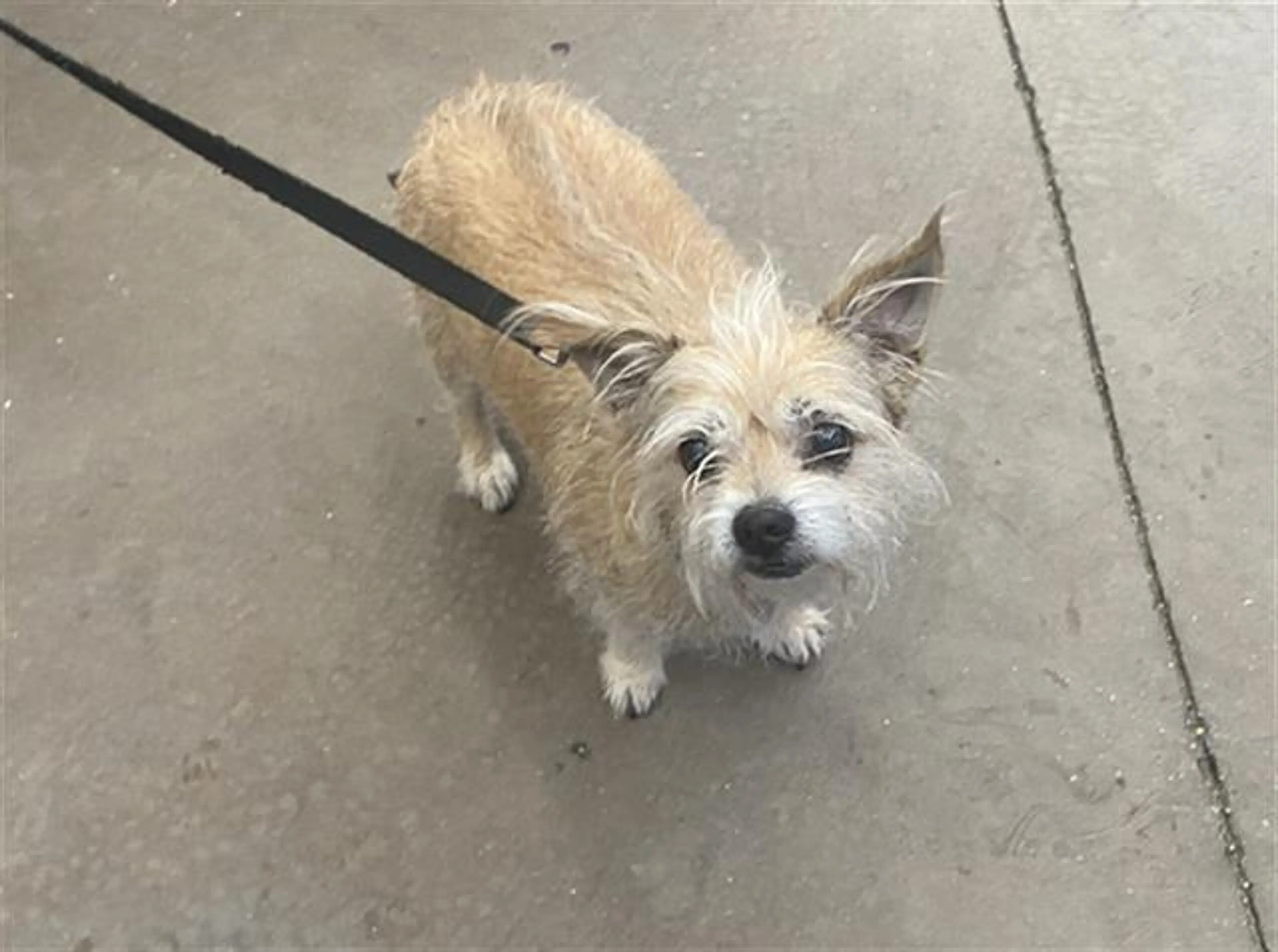 Found pet